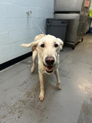 Enlarge Spirit, a ADOPTABLE mixed breed in Sacramento, CA image 4/4