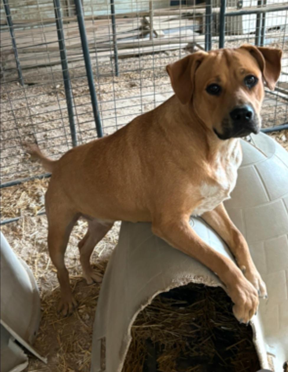 Enlarge Turner, a Adoptable mixed breed in Plano, TX image 2/3