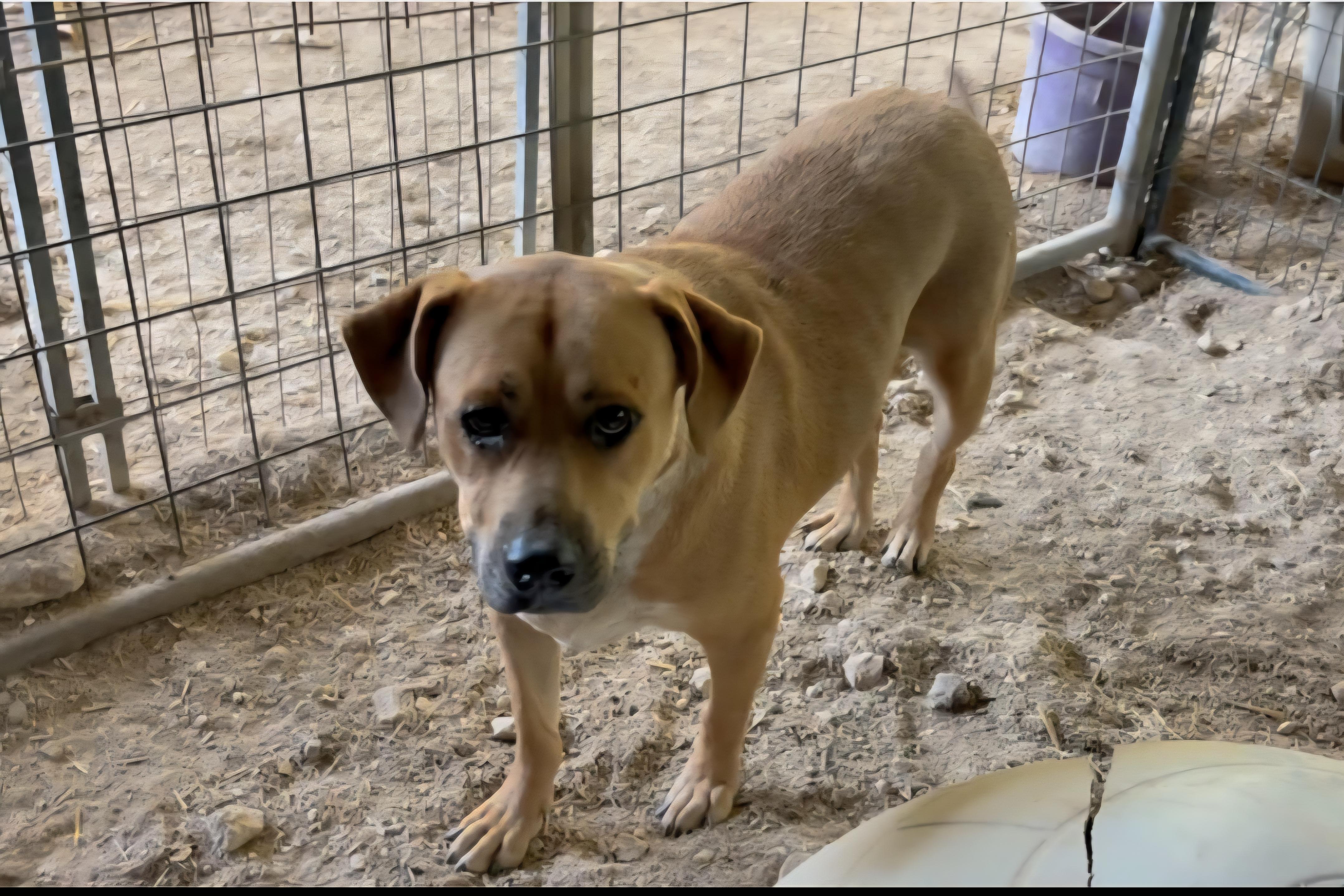 Enlarge Turner, a Adoptable mixed breed in Plano, TX image 3/3