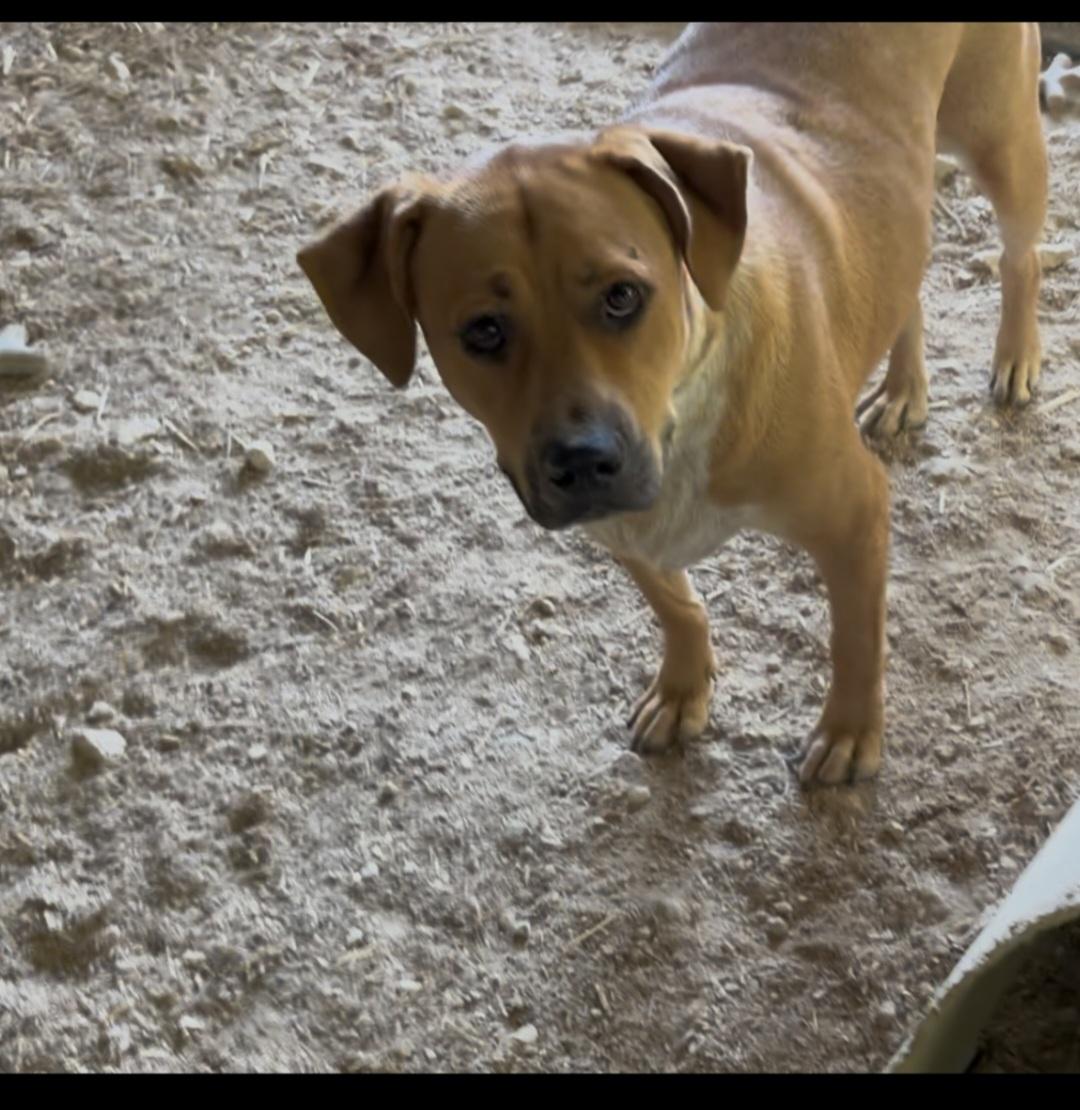 Enlarge Turner, a Adoptable mixed breed in Plano, TX image 1/3