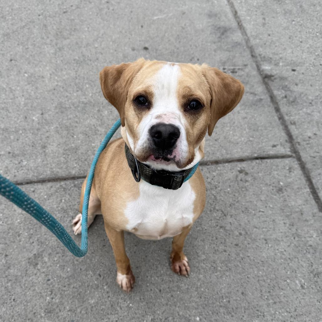 Buddy, Adoptable, Adult Male Beagle & Mixed Breed.