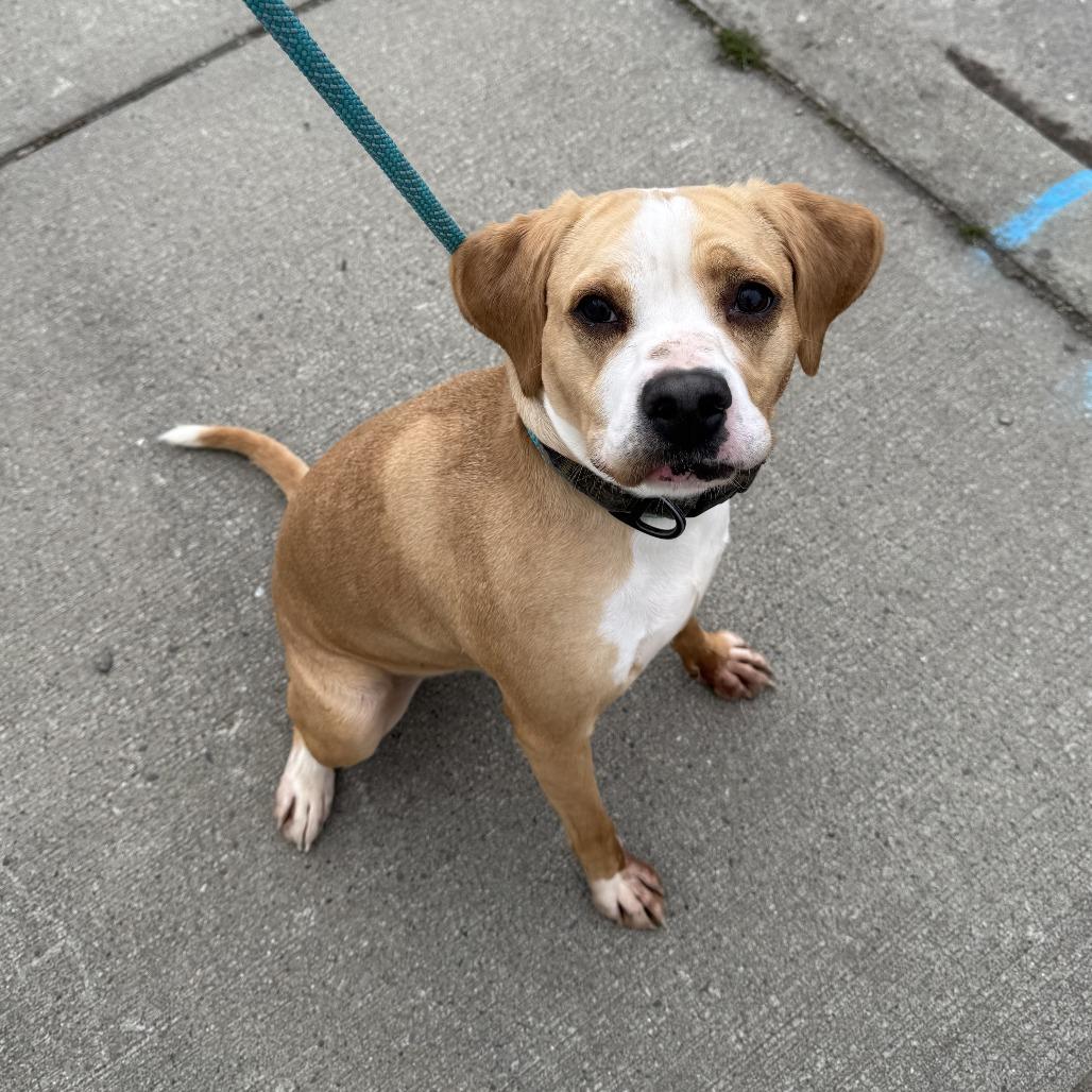 Enlarge Buddy, a Adoptable mixed breed in Spokane, WA image 2/3