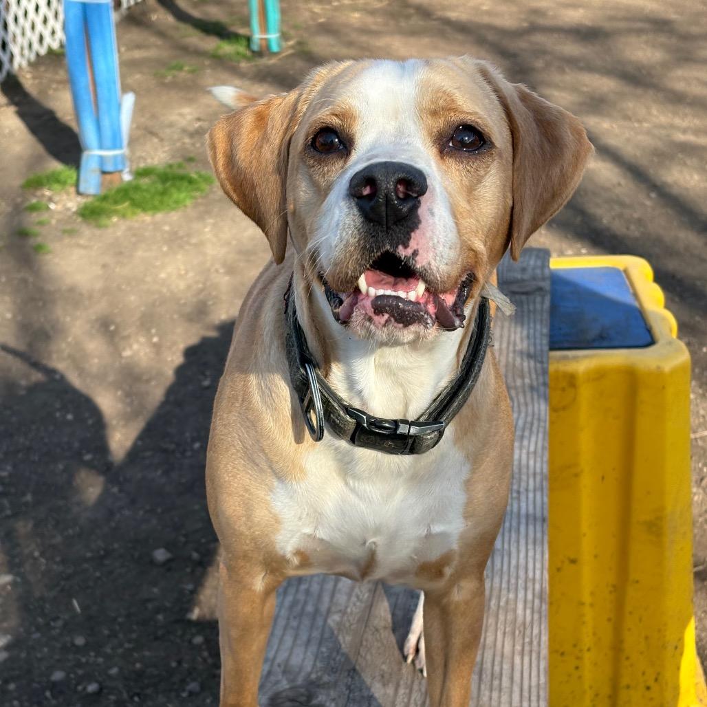 Enlarge Buddy, a Adoptable mixed breed in Spokane, WA image 3/3