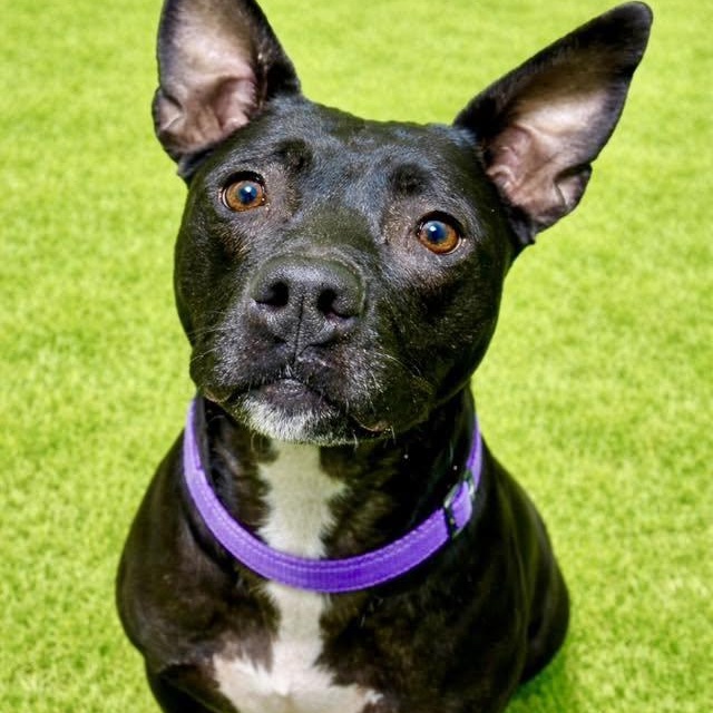 Marsha, ADOPTABLE, Adult Female Pit Bull Terrier.
