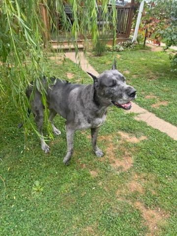 Saige, adopted, Adult Female Great Dane.