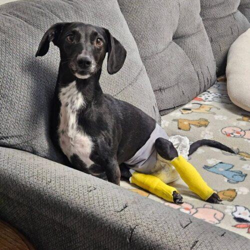 Mike, Adoptable, Adult Male Dachshund.