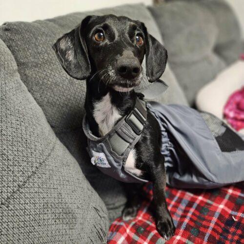 Enlarge Mike, a Adoptable Dachshund in Broken Arrow, OK image 3/6