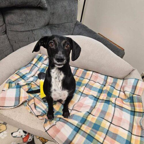 Enlarge Mike, a Adoptable Dachshund in Broken Arrow, OK image 4/6