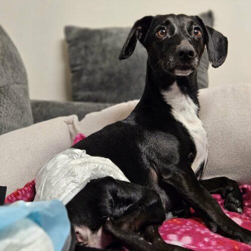 Enlarge Mike, a Adoptable Dachshund in Broken Arrow, OK image 5/6