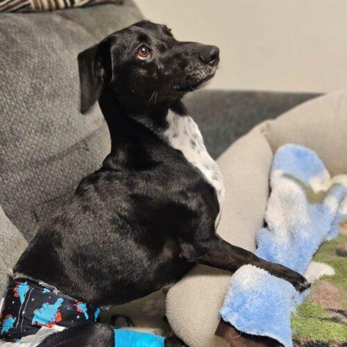 Enlarge Mike, a Adoptable Dachshund in Broken Arrow, OK image 6/6