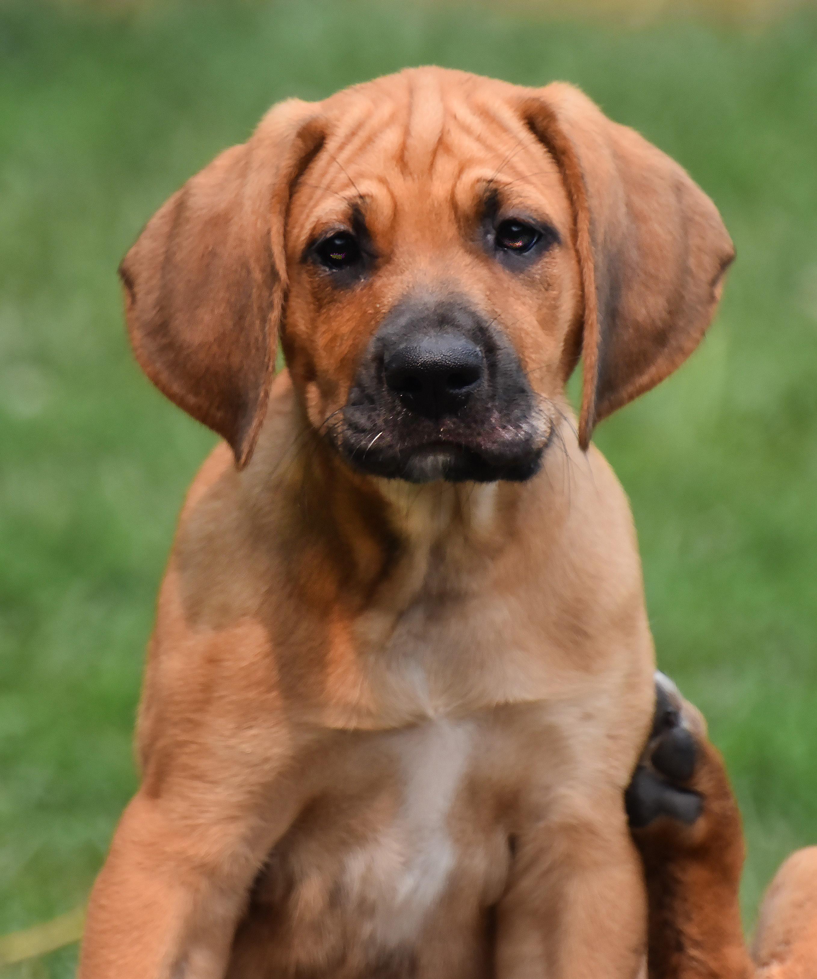 Rowan- Foster to Adopt, Adoptable, Puppy Male English Setter & Great Dane.