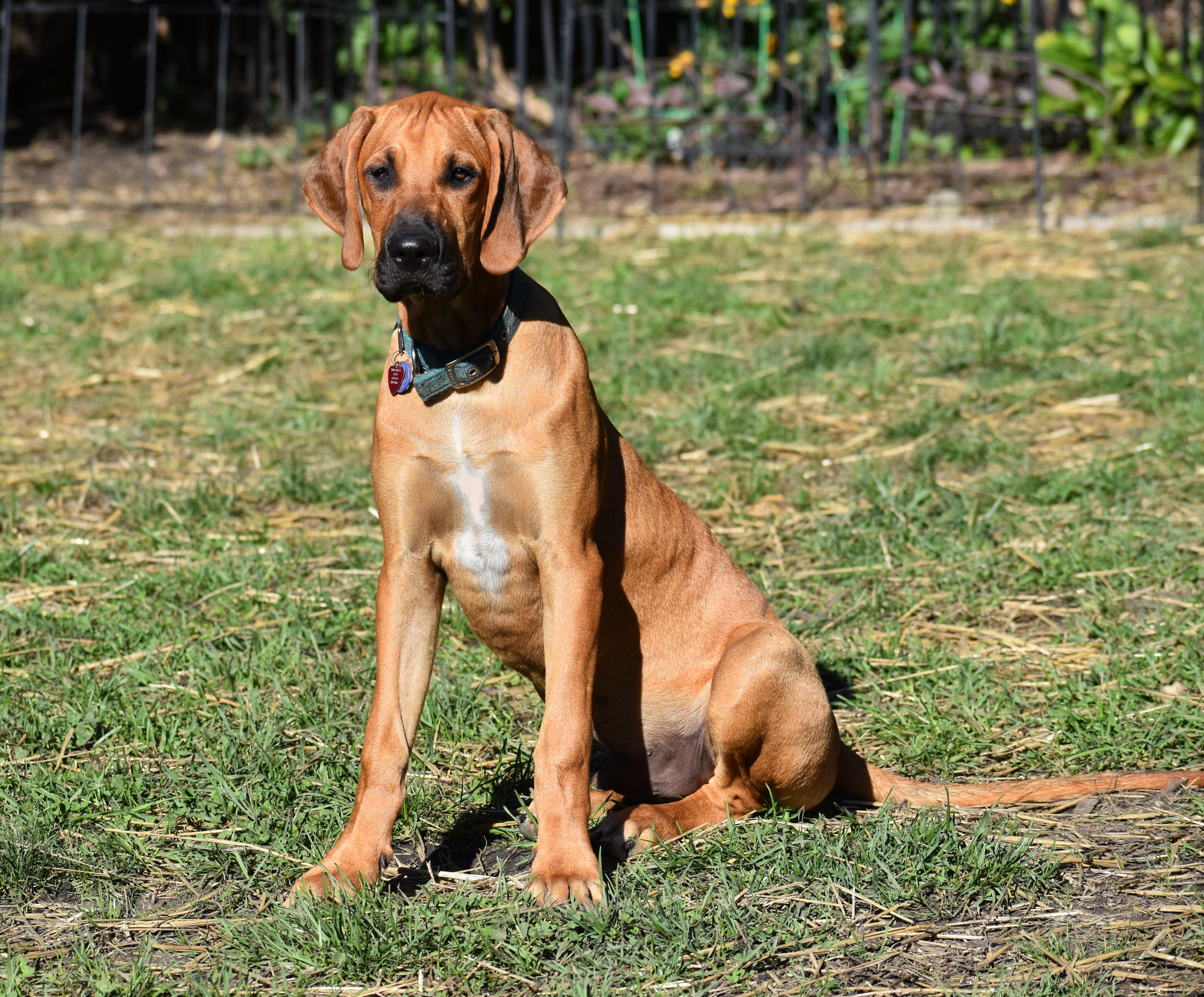 Enlarge Rowan- Foster to Adopt, a Adoptable mixed breed in Wood Dale, IL image 4/6