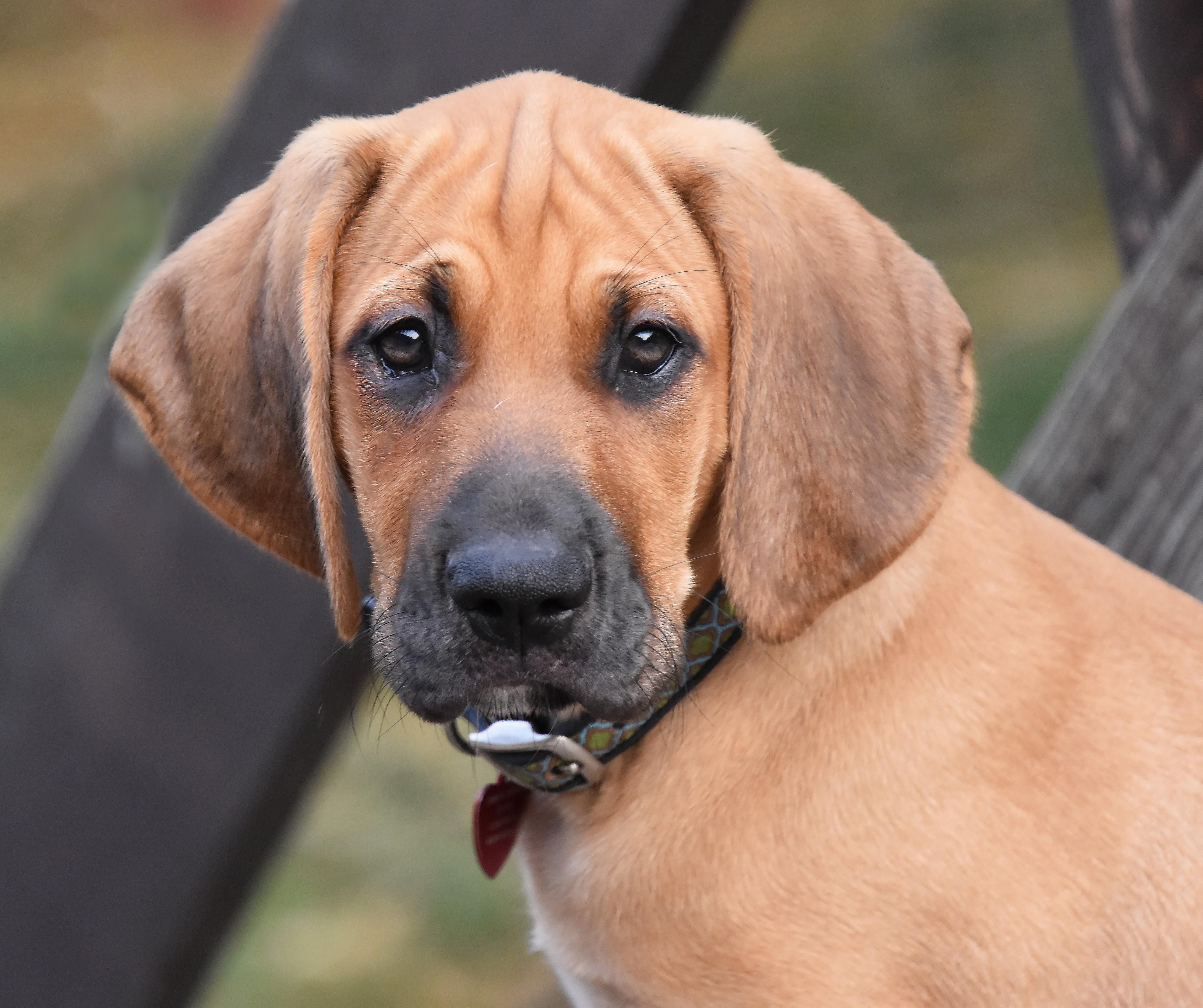 Rowan- Foster to Adopt, Adoptable, Puppy Male English Setter & Great Dane.