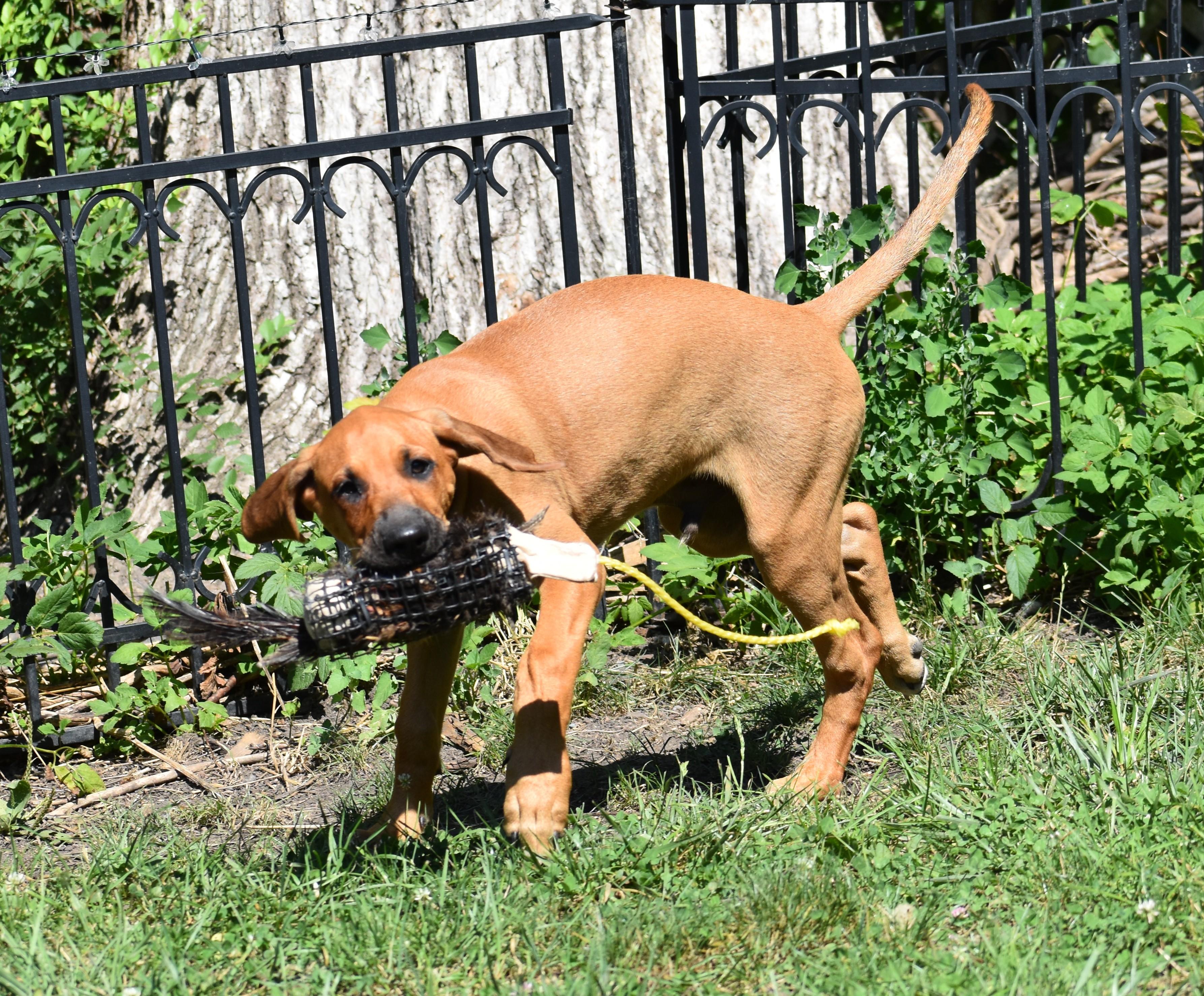 Enlarge Rowan- Foster to Adopt, a Adoptable mixed breed in Wood Dale, IL image 5/6