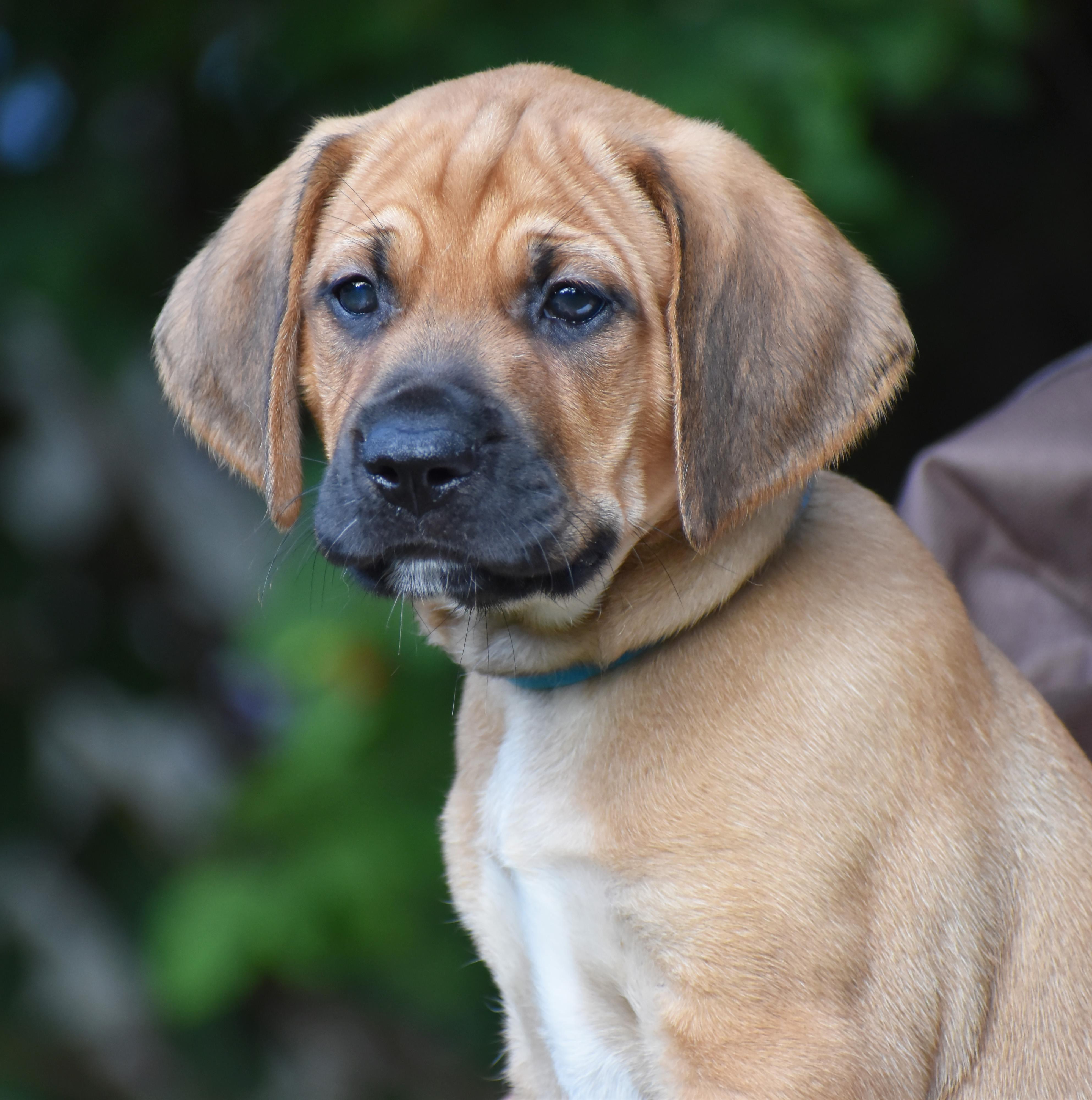 Rowan- Foster to Adopt, a Adoptable mixed breed in Wood Dale, IL image 3/6