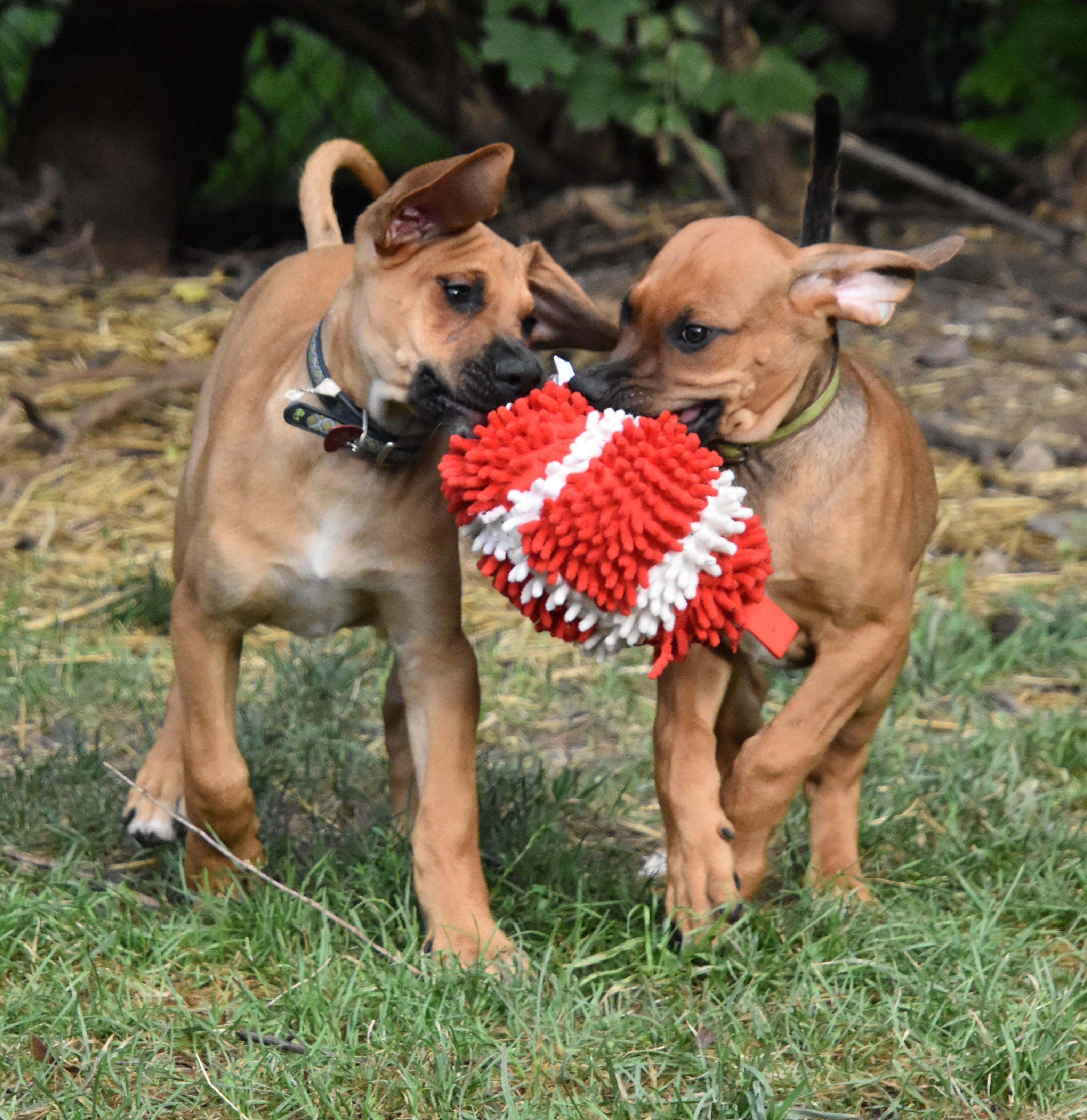 Rowan- Foster to Adopt, a Adoptable mixed breed in Wood Dale, IL image 5/6