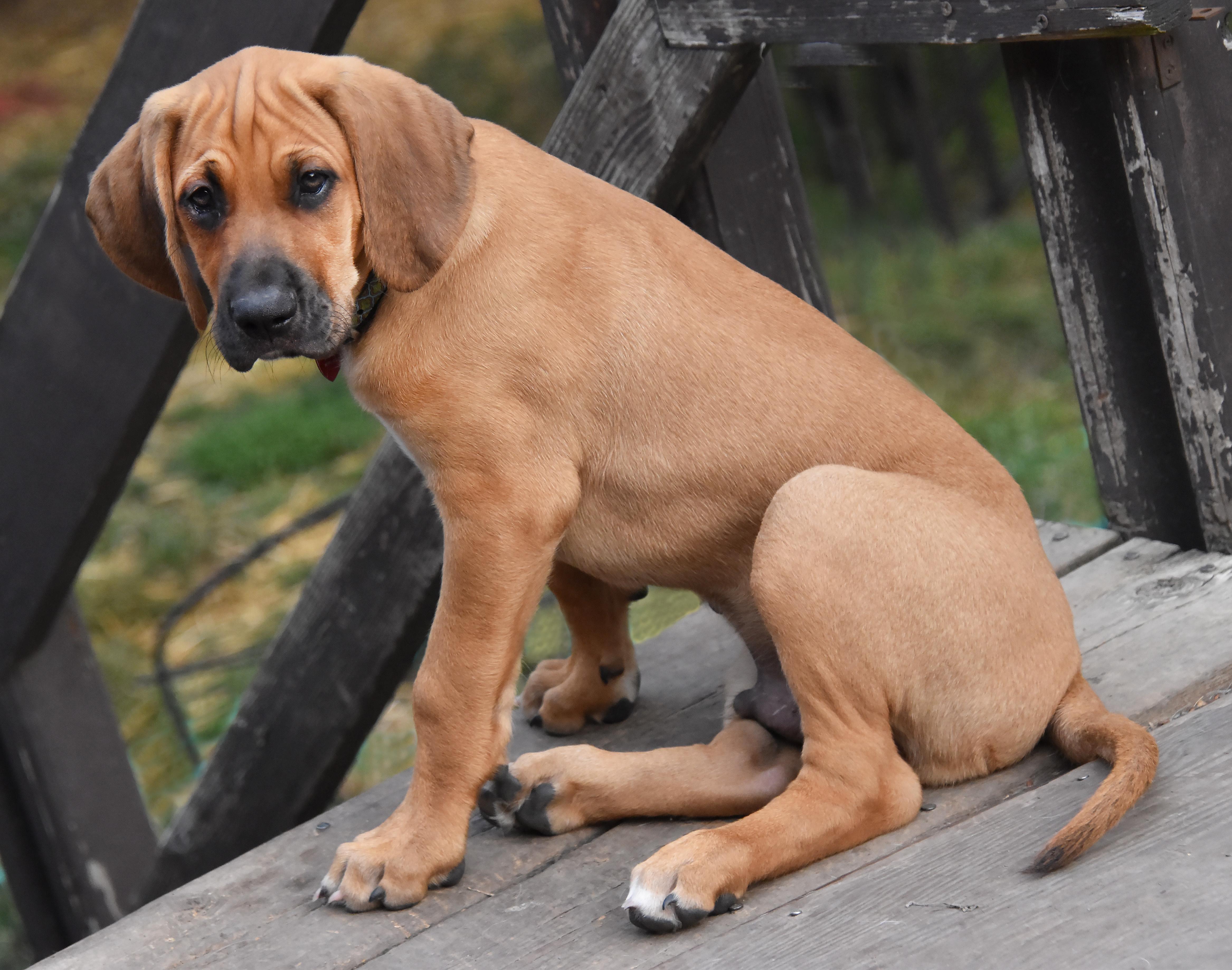 Rowan- Foster to Adopt, a Adoptable mixed breed in Wood Dale, IL image 2/6