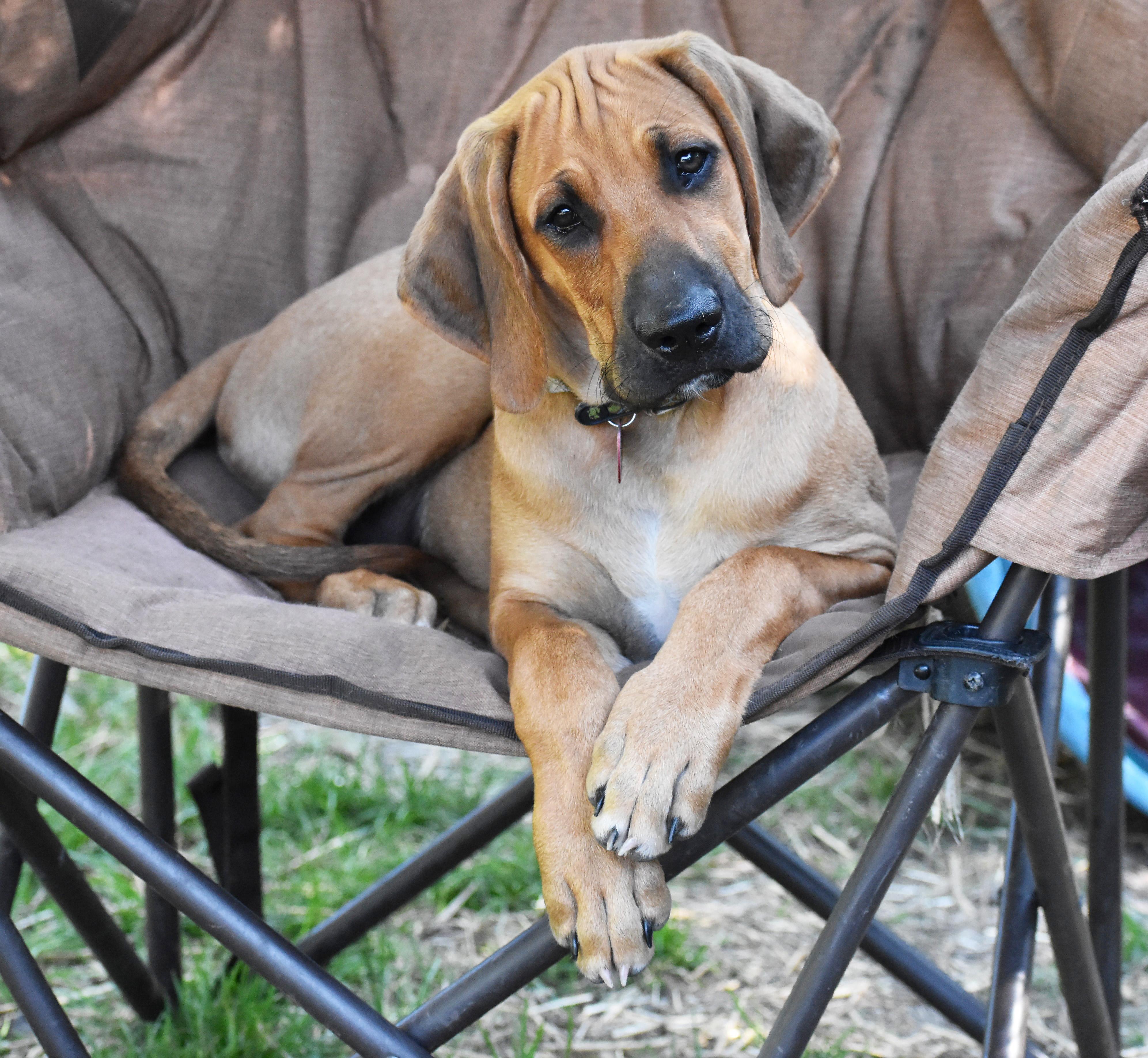 Enlarge Rowan- Foster to Adopt, a Adoptable mixed breed in Wood Dale, IL image 4/6