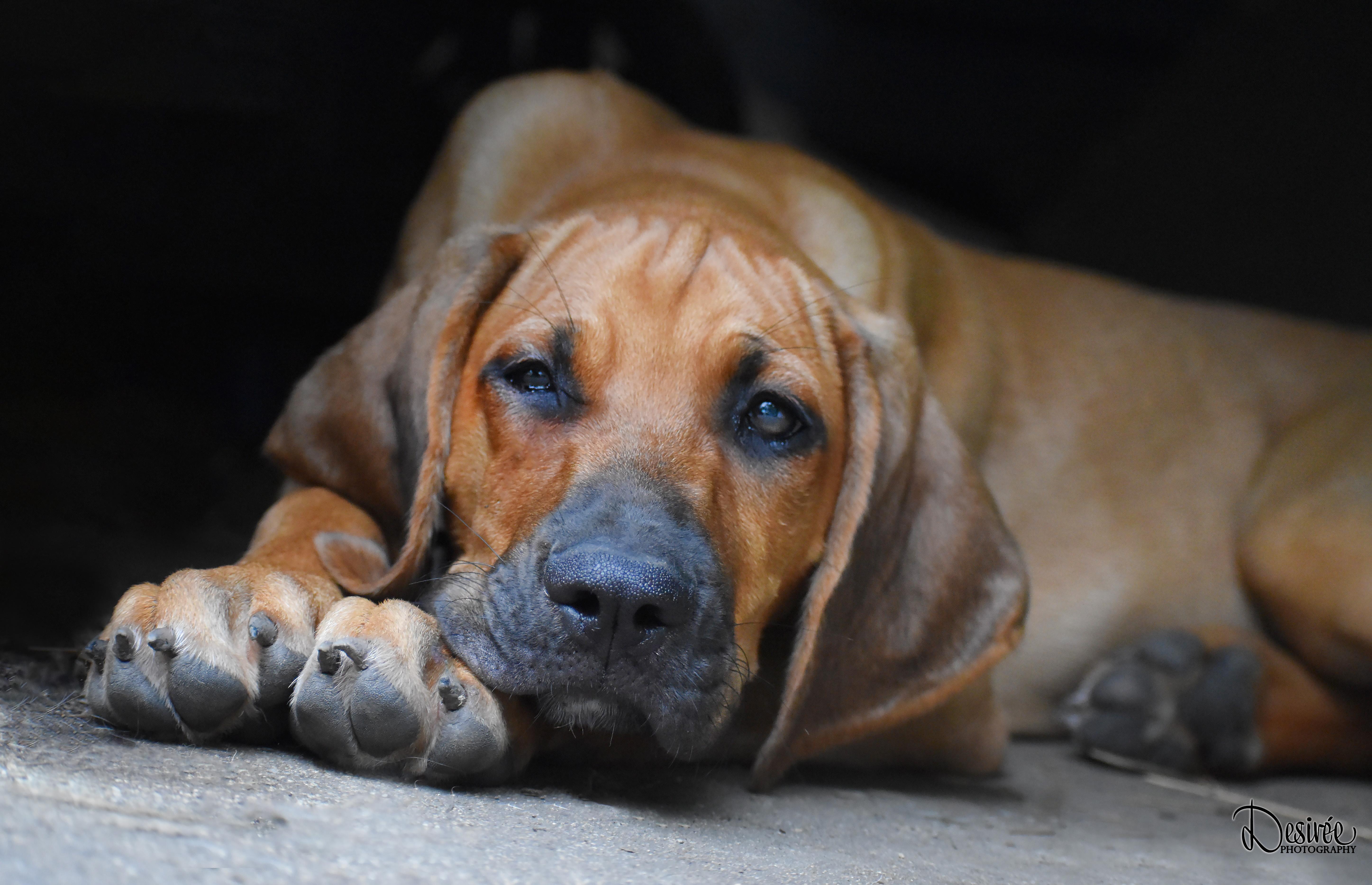 Enlarge Rowan- Foster to Adopt, a Adoptable mixed breed in Wood Dale, IL image 2/6