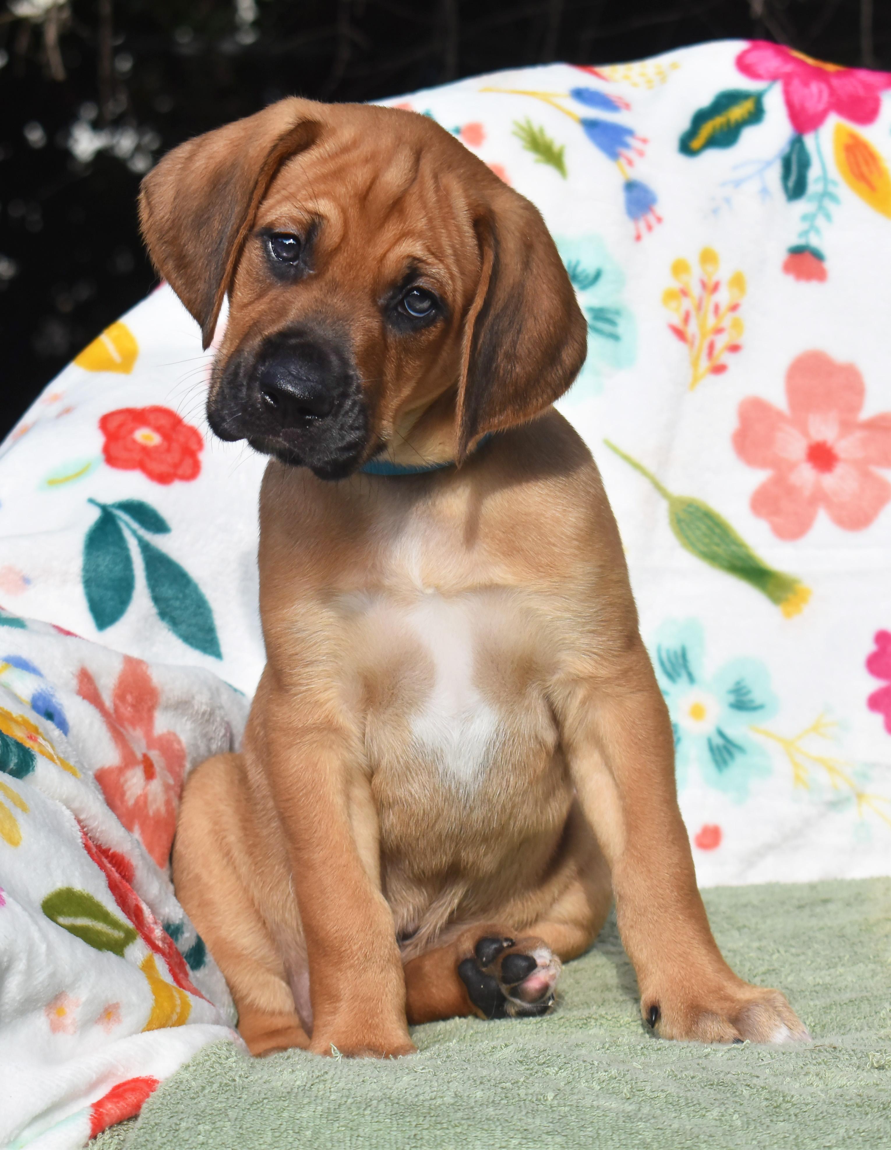 Rowan- Foster to Adopt, a Adoptable mixed breed in Wood Dale, IL image 1/6