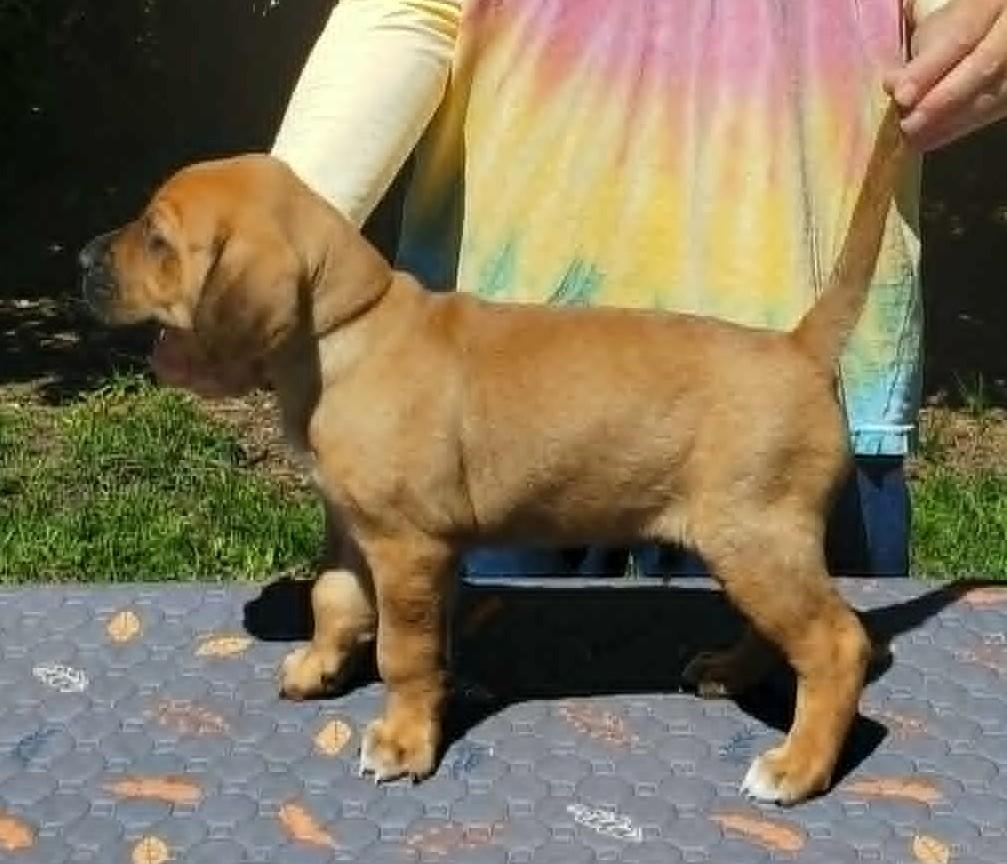Rowan- Foster to Adopt, a Adoptable mixed breed in Wood Dale, IL image 5/6