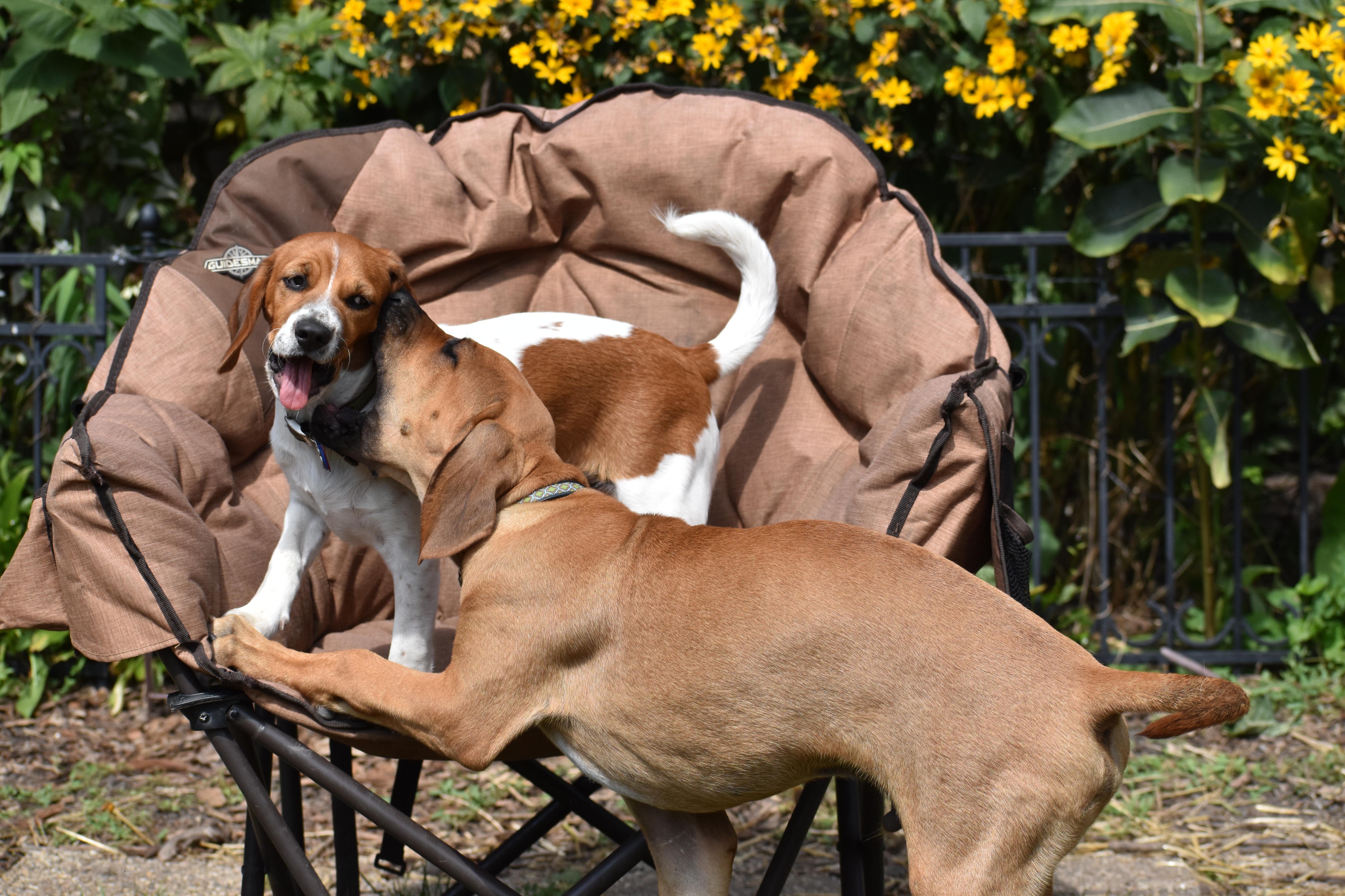 Enlarge Rowan- Foster to Adopt, a Adoptable mixed breed in Wood Dale, IL image 3/6