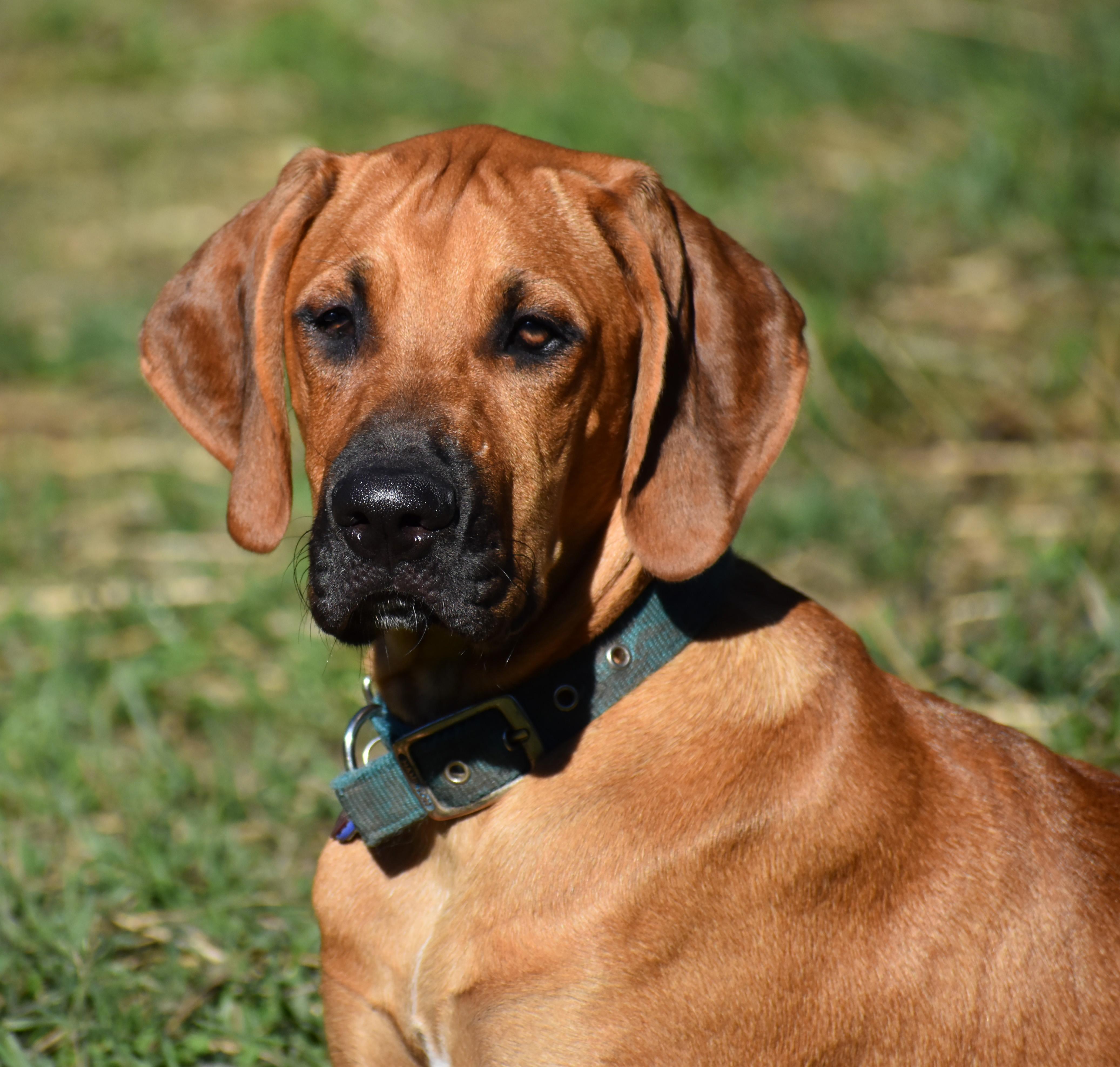 Rowan- Foster to Adopt, Adoptable, Puppy Male English Setter & Great Dane.