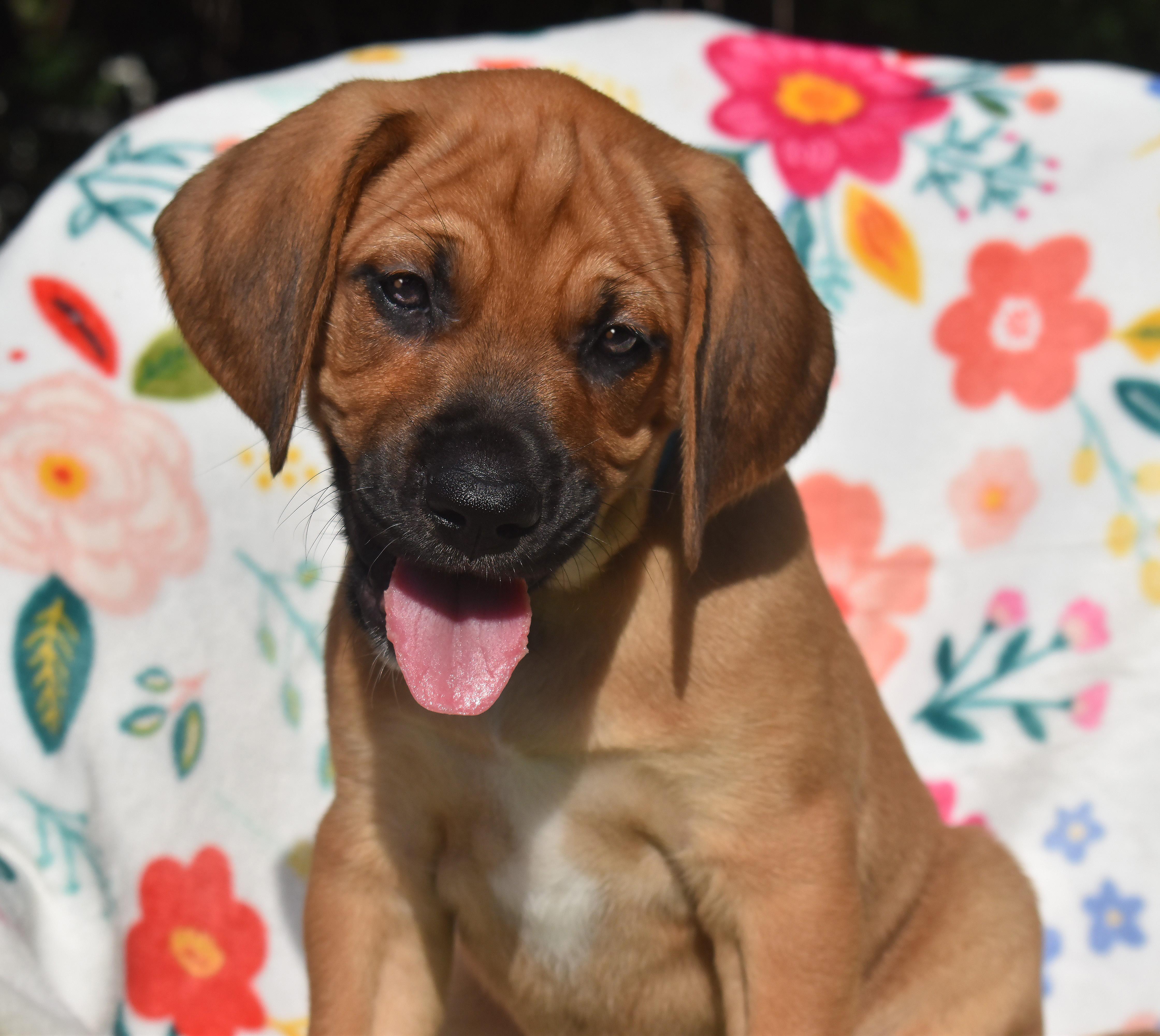 Rowan- Foster to Adopt, a Adoptable mixed breed in Wood Dale, IL image 2/6