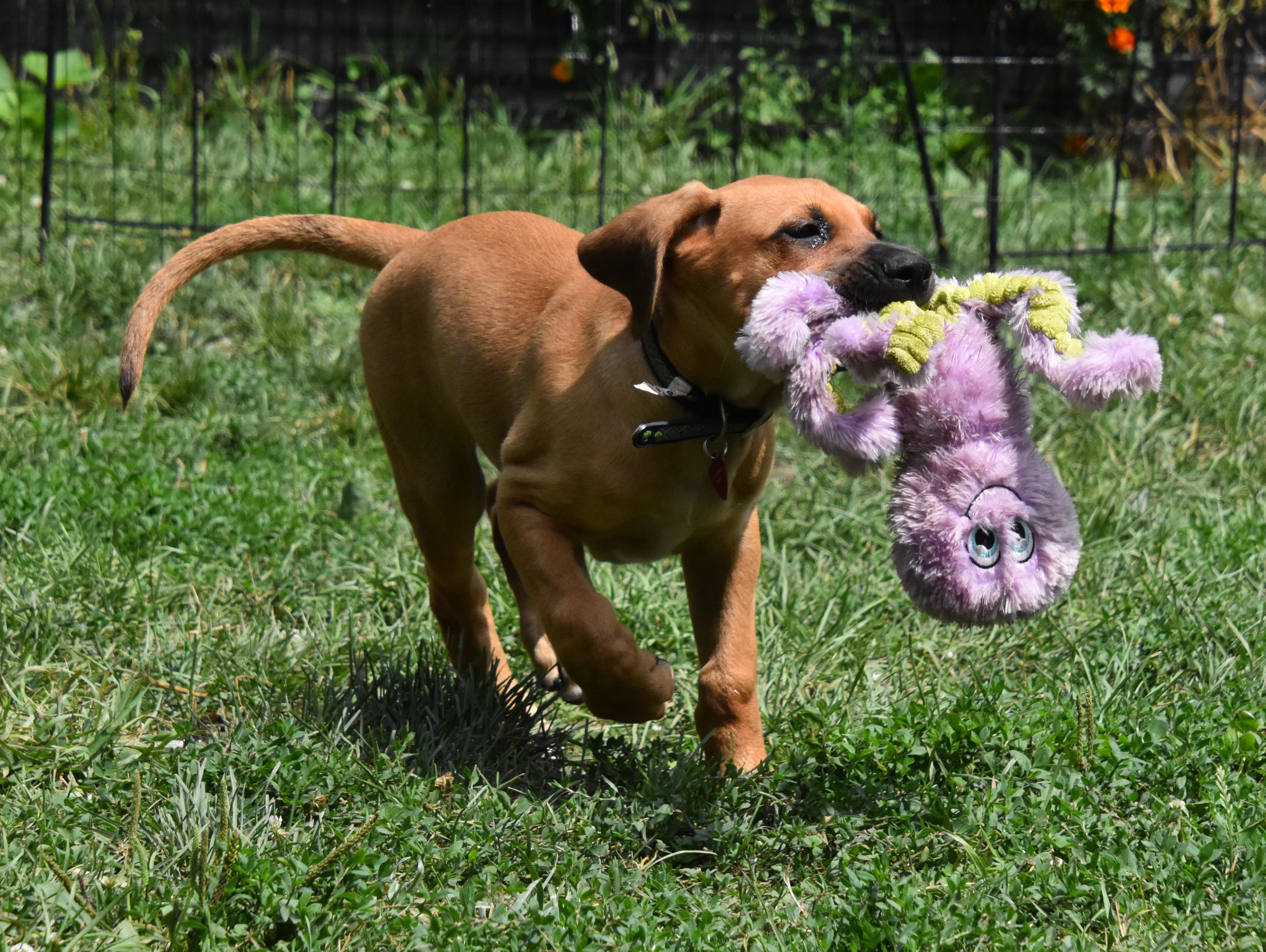 Rowan- Foster to Adopt, a Adoptable mixed breed in Wood Dale, IL image 6/6