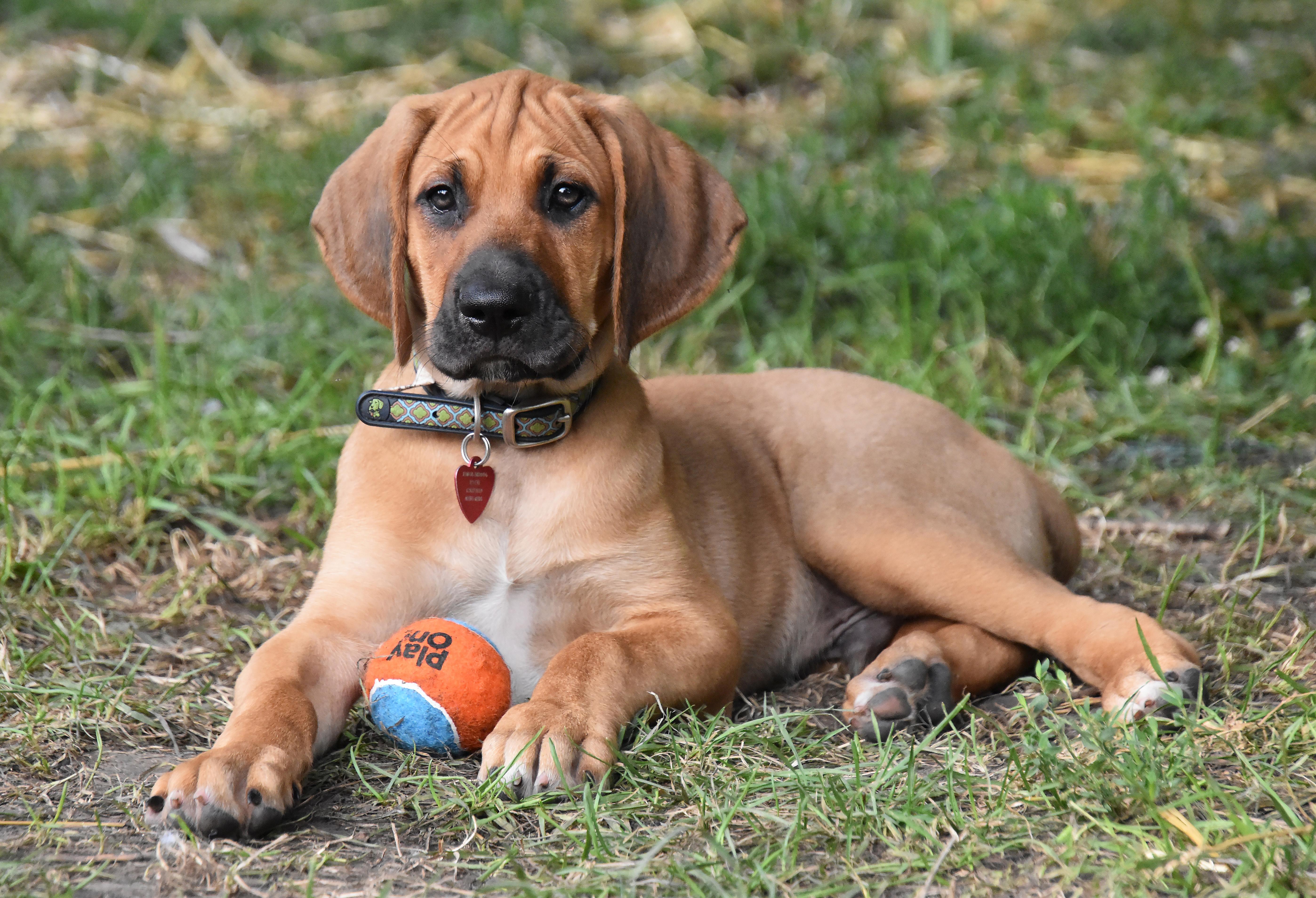 Rowan- Foster to Adopt, a Adoptable mixed breed in Wood Dale, IL image 3/6