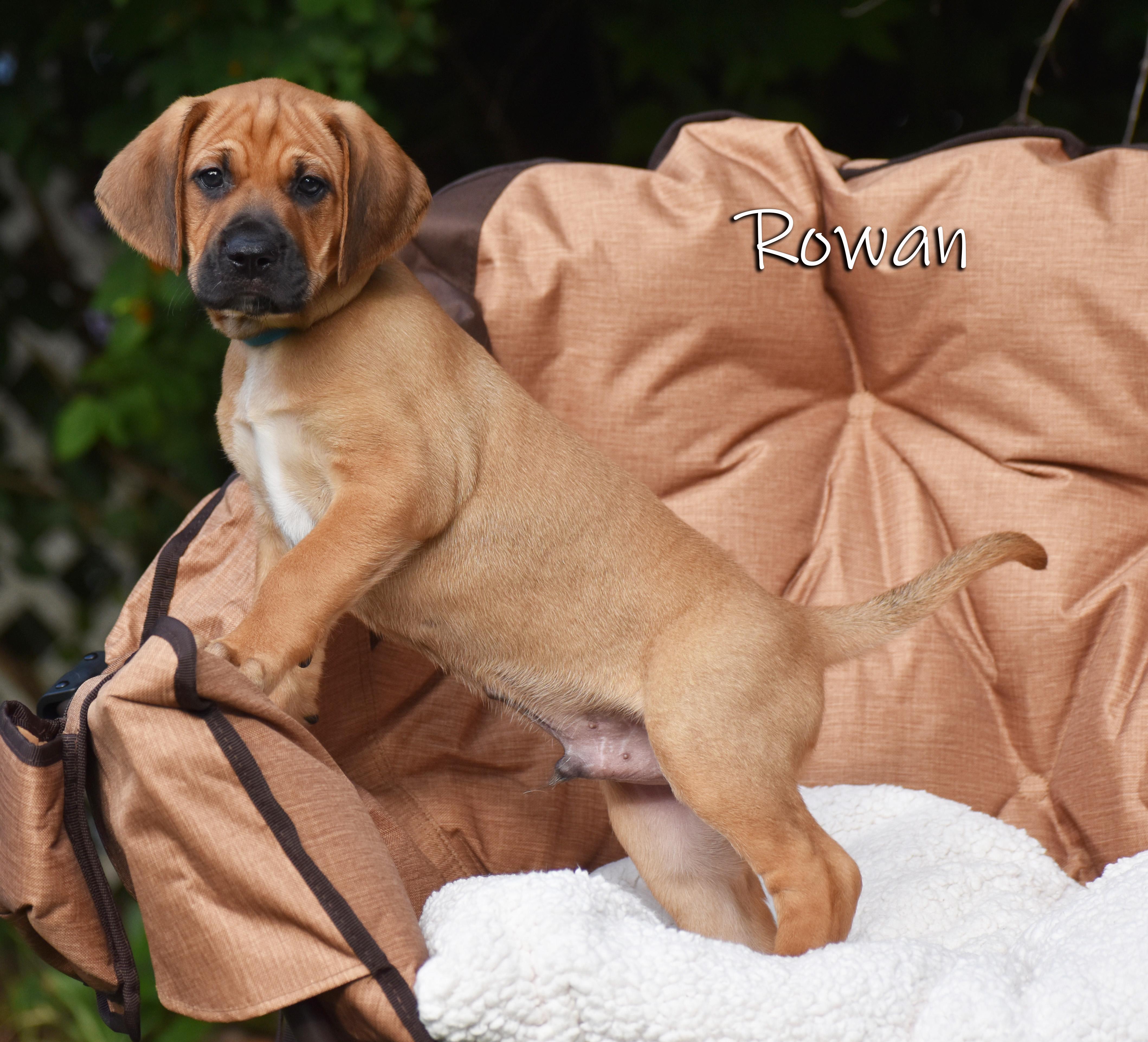 Rowan- Foster to Adopt, a Adoptable mixed breed in Wood Dale, IL image 4/6