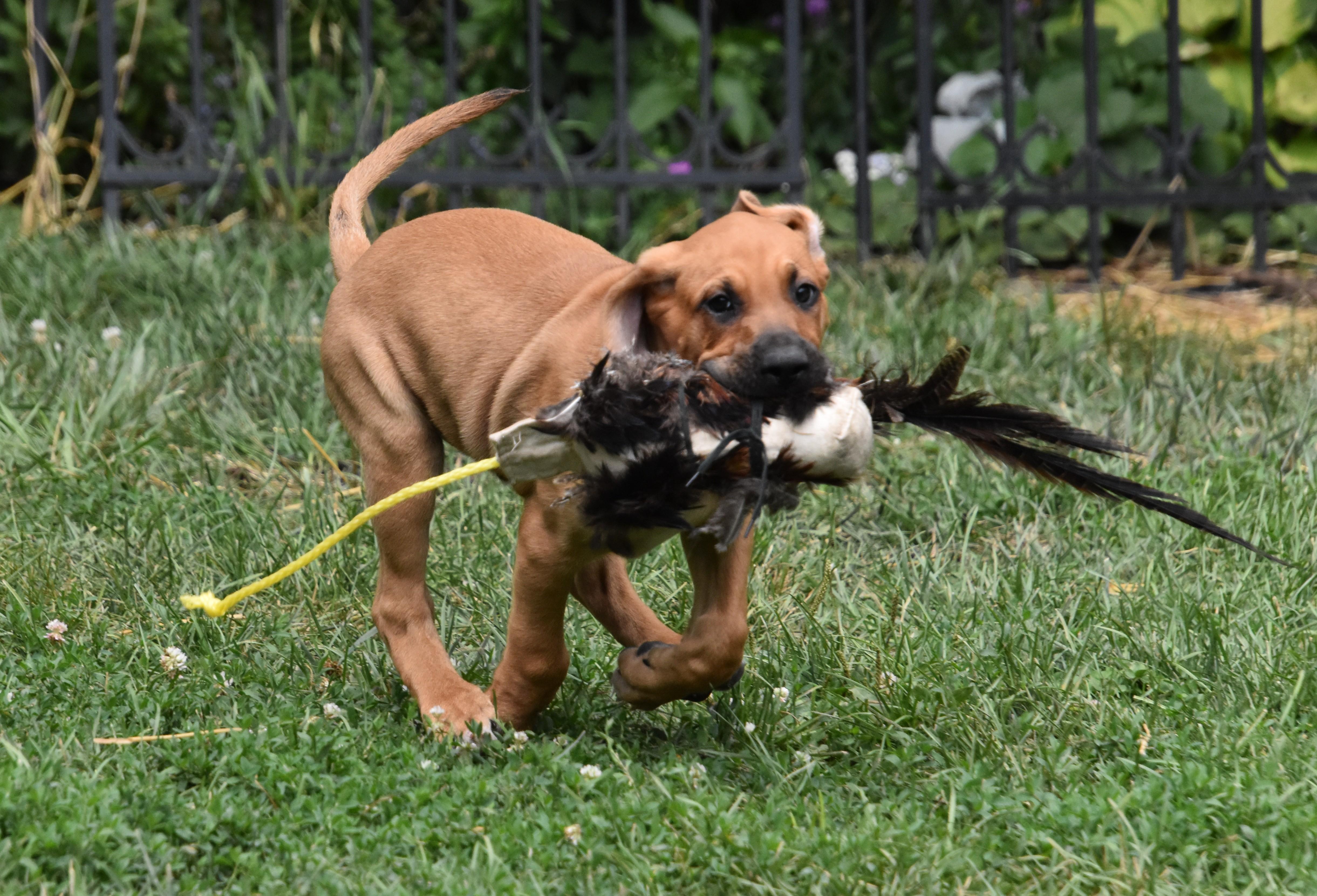 Rowan- Foster to Adopt, a Adoptable mixed breed in Wood Dale, IL image 4/6