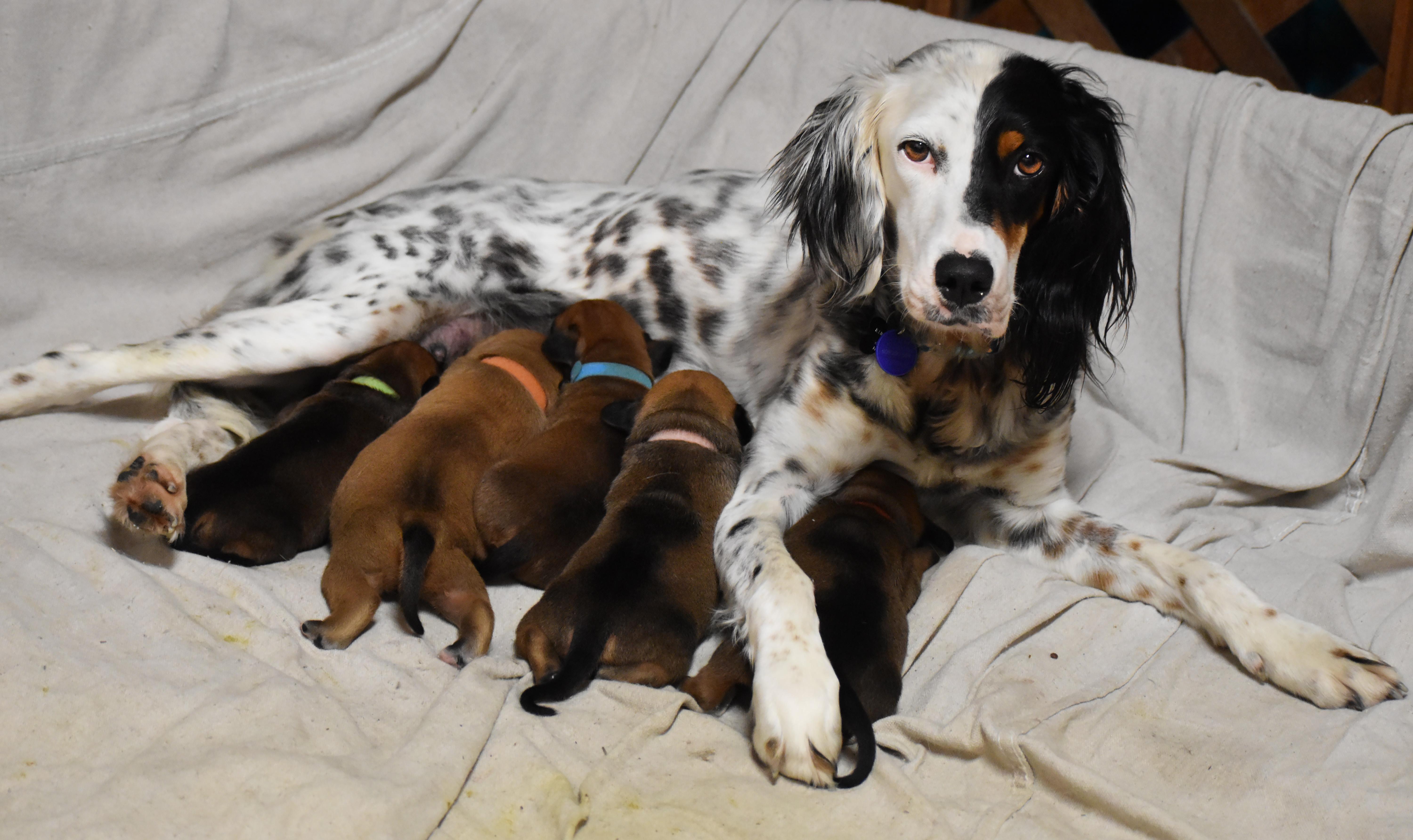 Rowan- Foster to Adopt, a Adoptable mixed breed in Wood Dale, IL image 6/6