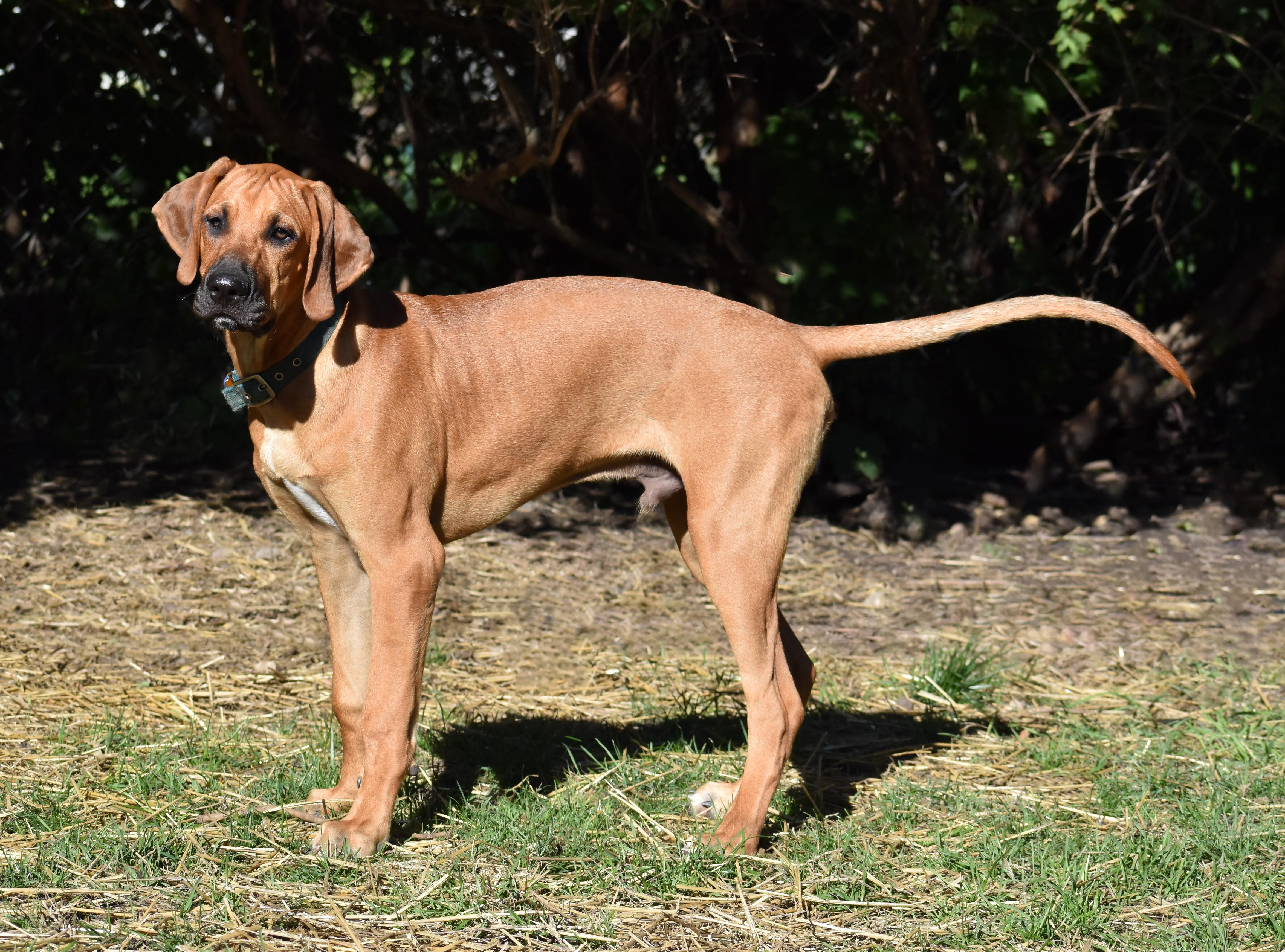 Enlarge Rowan- Foster to Adopt, a Adoptable mixed breed in Wood Dale, IL image 2/6