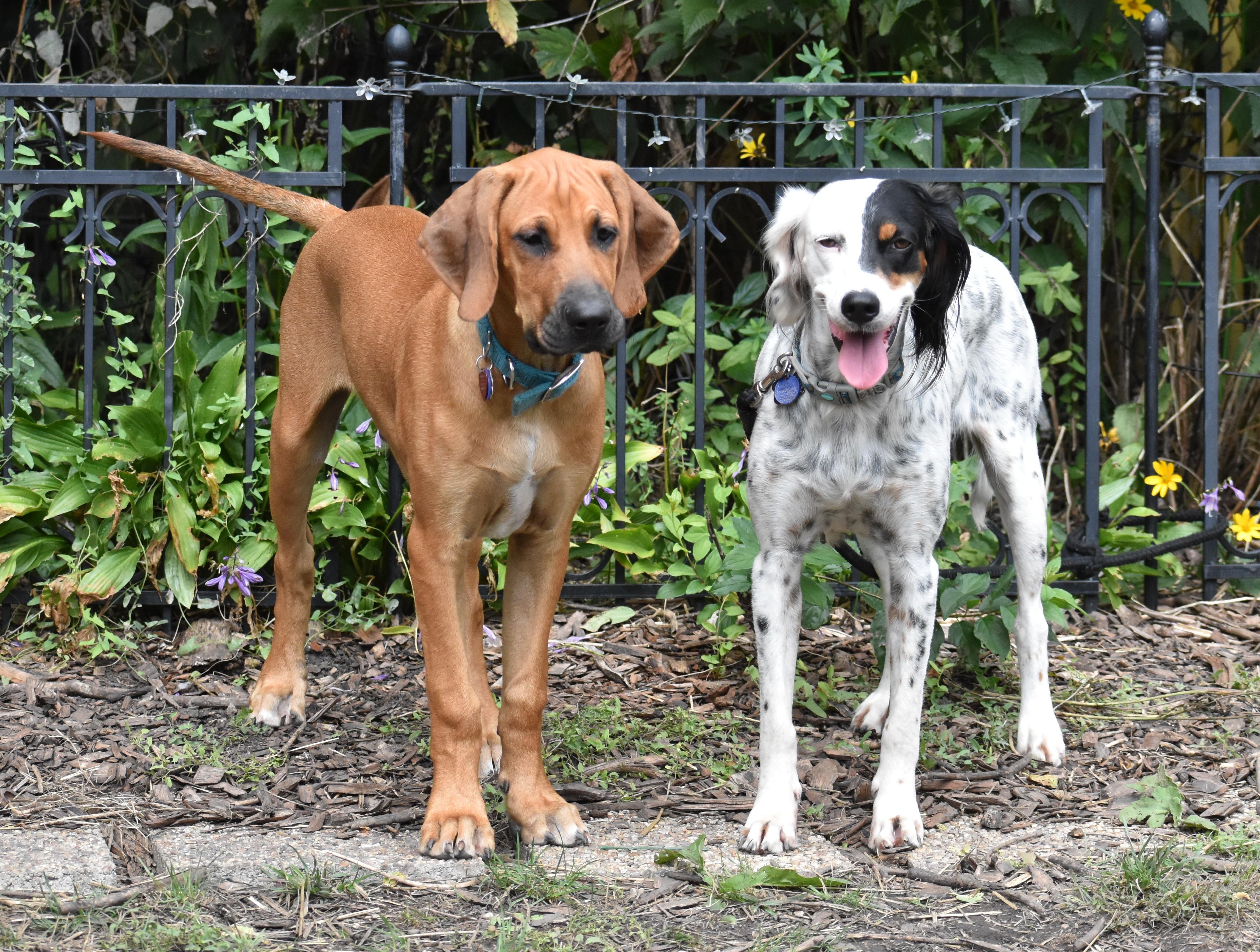 Enlarge Rowan- Foster to Adopt, a Adoptable mixed breed in Wood Dale, IL image 5/6