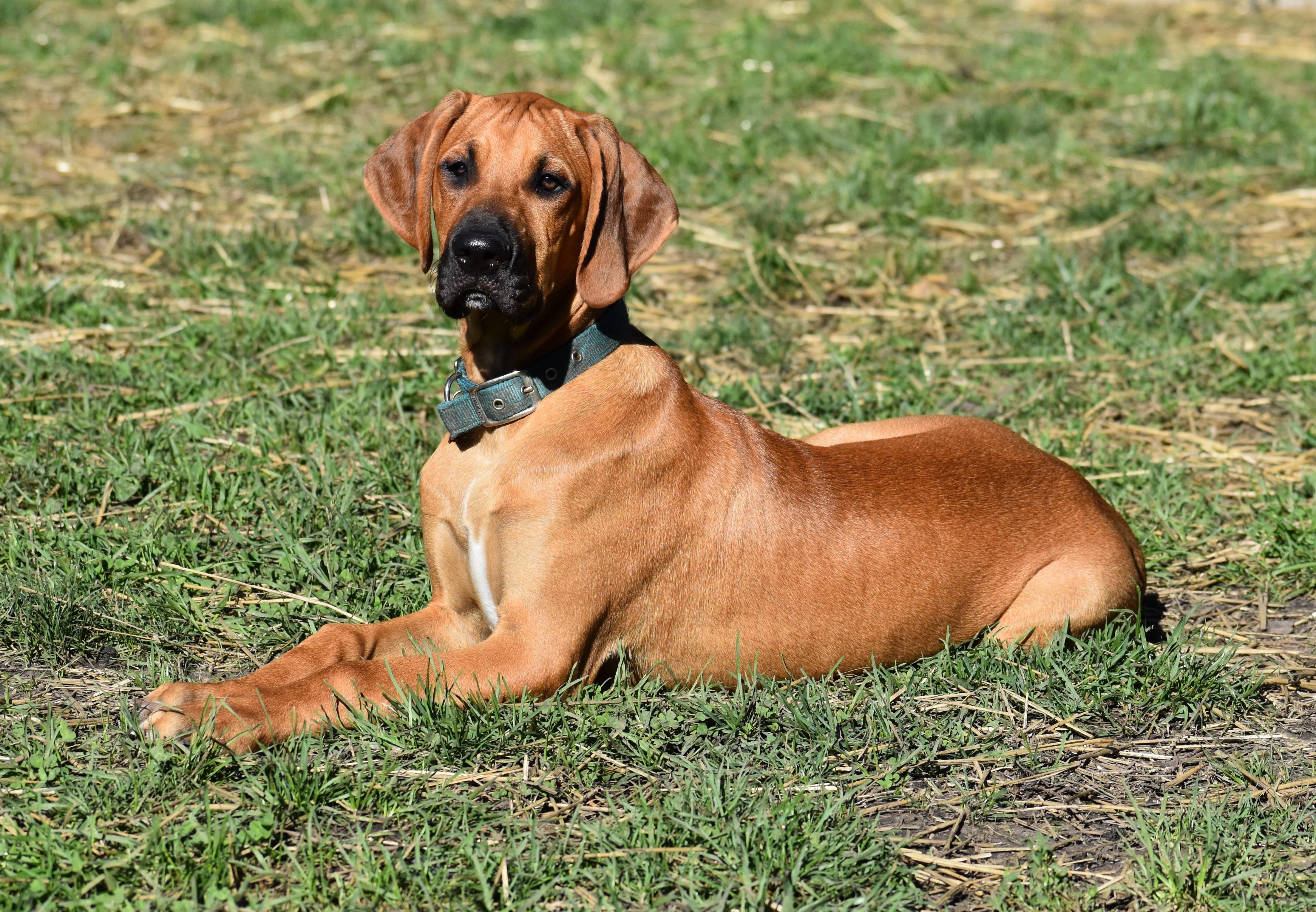 Enlarge Rowan- Foster to Adopt, a Adoptable mixed breed in Wood Dale, IL image 3/6