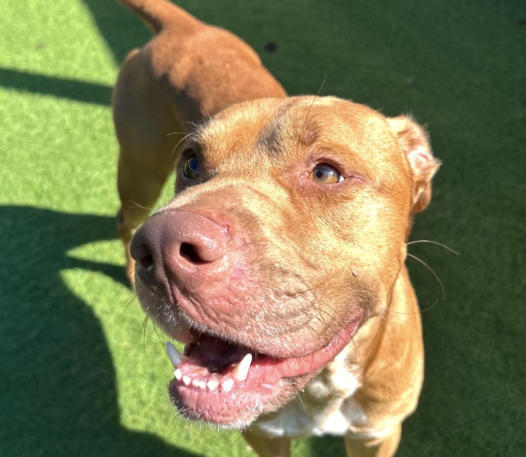 Enlarge Cain, a Adoptable American Staffordshire Terrier in Seabrook, NH image 3/6