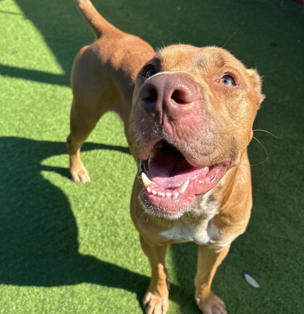 Enlarge Cain, a Adoptable American Staffordshire Terrier in Seabrook, NH image 5/6