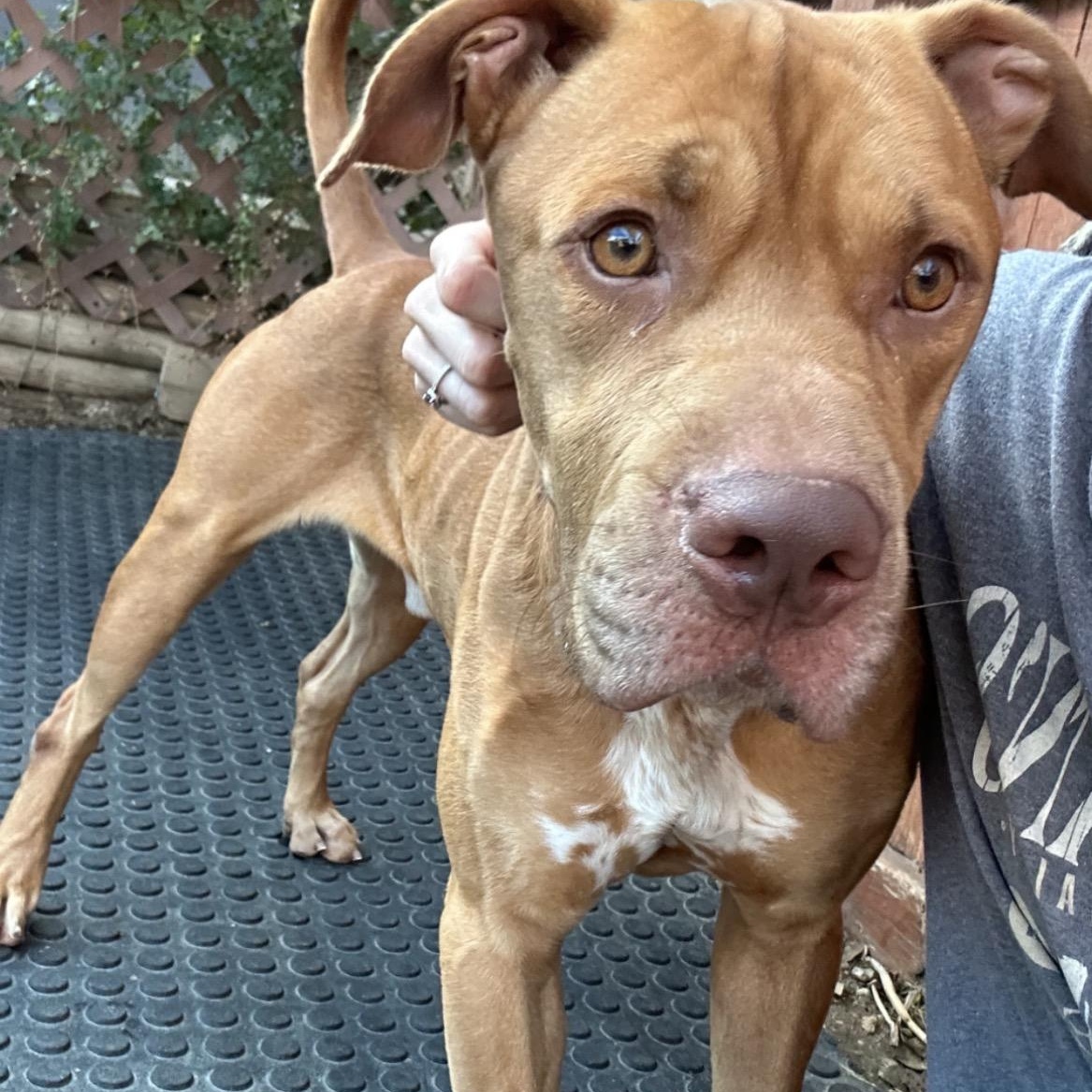 Enlarge Cain, a Adoptable American Staffordshire Terrier in Seabrook, NH image 4/6