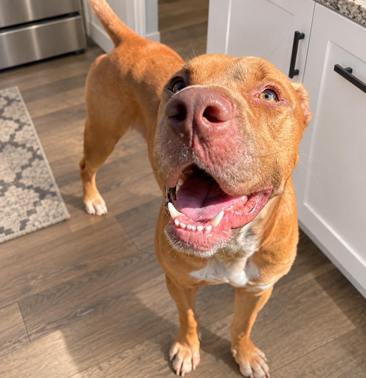 Enlarge Cain, a Adoptable American Staffordshire Terrier in Seabrook, NH image 2/6