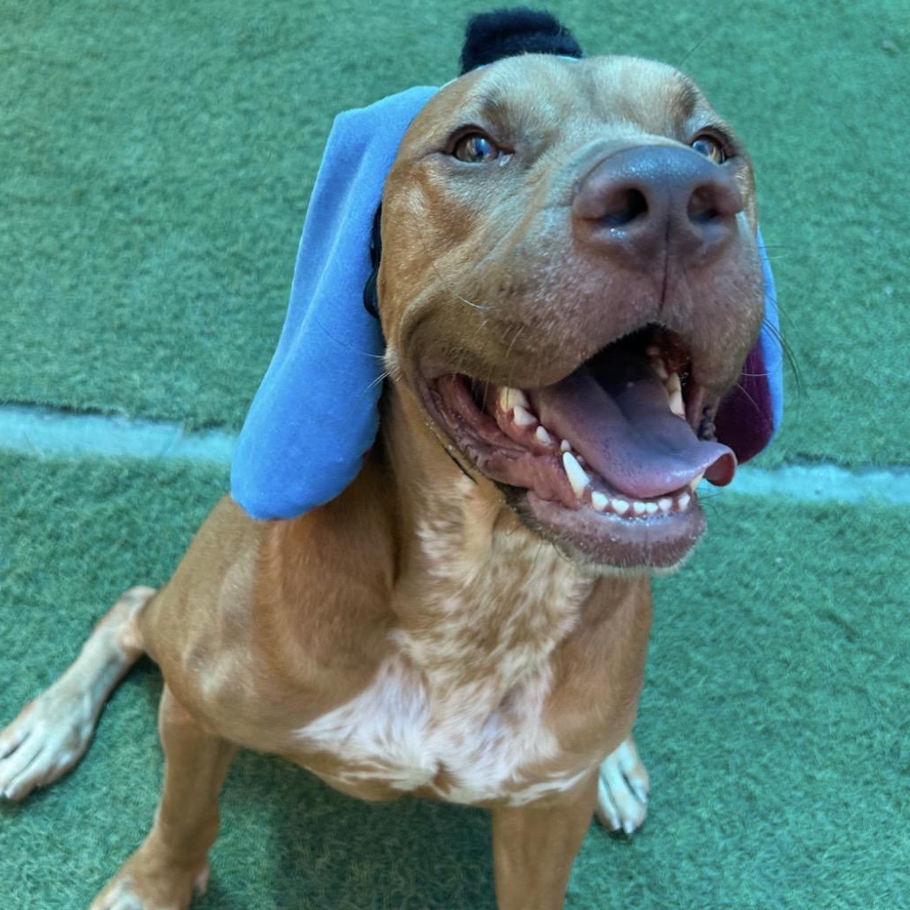 Enlarge Cain, a Adoptable American Staffordshire Terrier in Seabrook, NH image 6/6