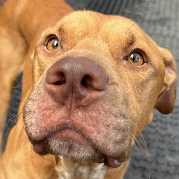 Enlarge Cain, a Adoptable American Staffordshire Terrier in Seabrook, NH image 1/6