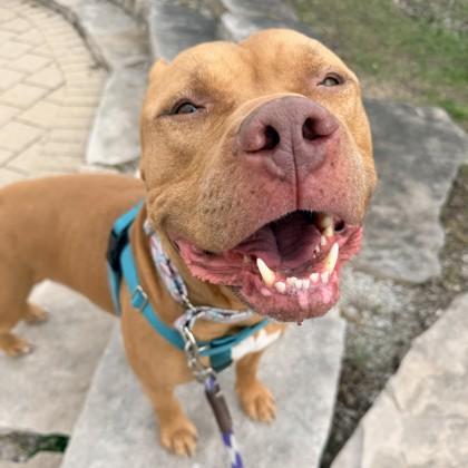 Enlarge Simba, a Adoptable mixed breed in Wheaton, IL image 1/2