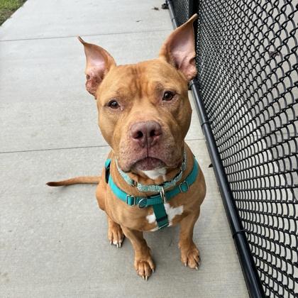 Enlarge Simba, a Adoptable mixed breed in Wheaton, IL image 2/2