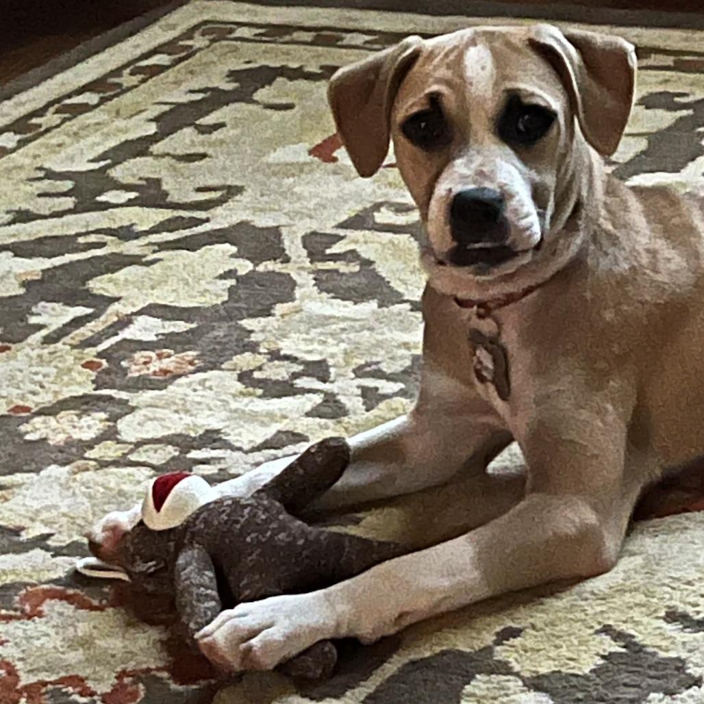 Yukon, Adoptable, Puppy Female Labrador Retriever.