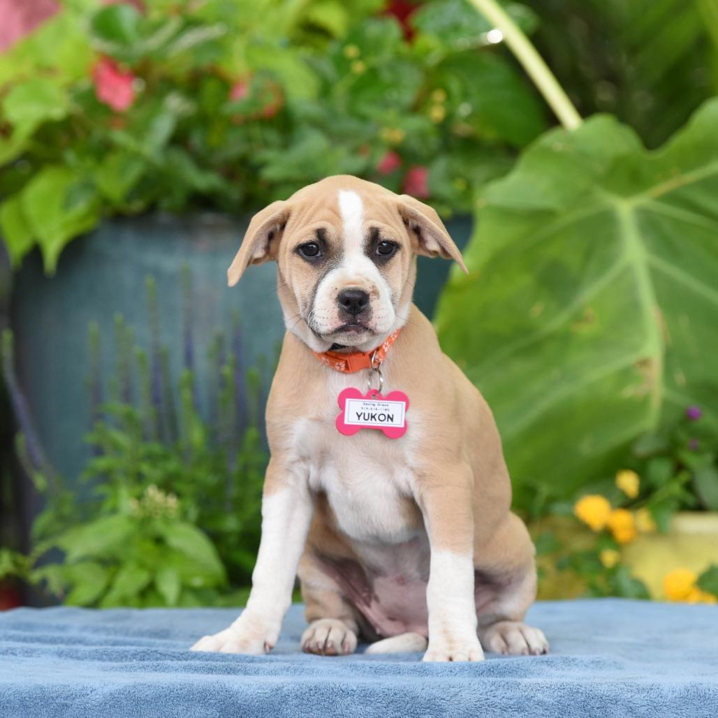 Enlarge Yukon, a Adoptable Labrador Retriever in Wake Forest, NC image 3/6