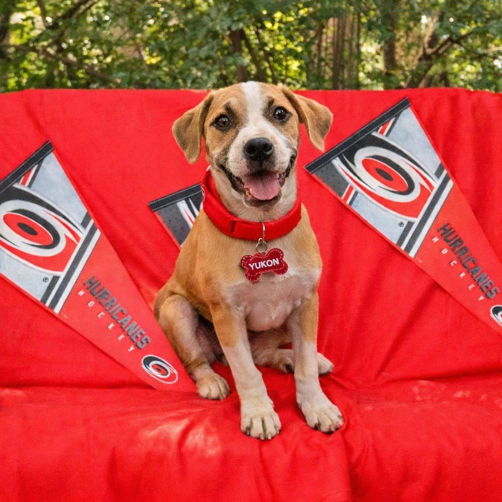 Enlarge Yukon, a Adoptable Labrador Retriever in Wake Forest, NC image 4/6