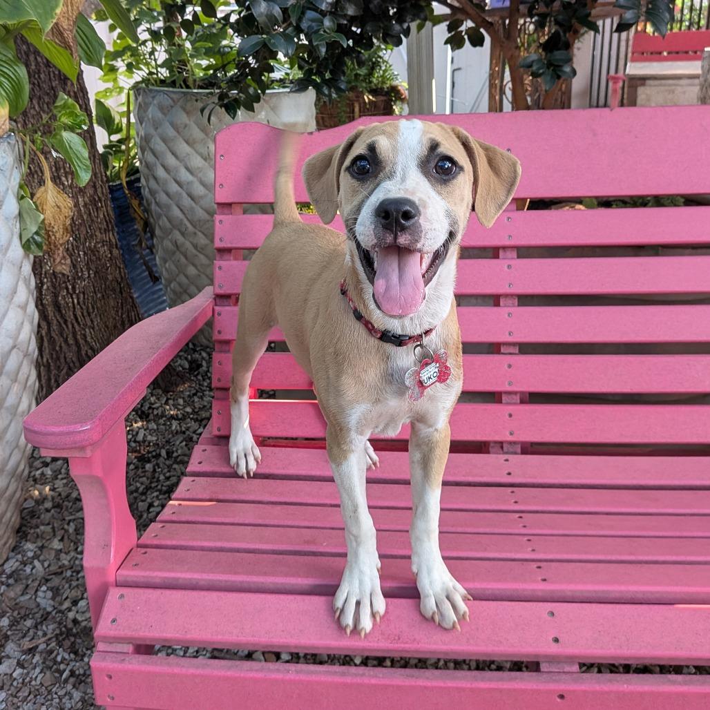 Enlarge Yukon, a Adoptable Labrador Retriever in Wake Forest, NC image 5/6