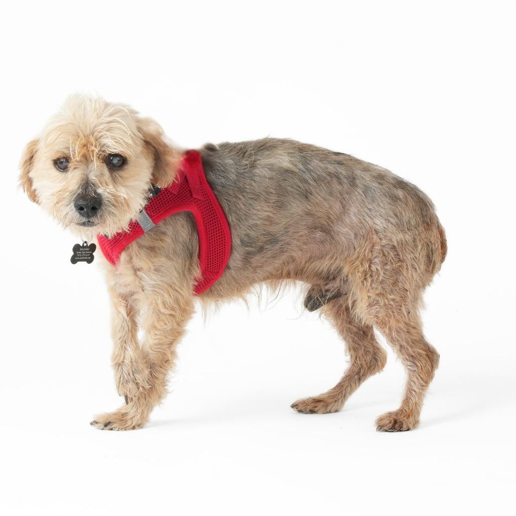 Enlarge Alf 14016, a Adoptable Yorkshire Terrier in San Francisco, CA image 1/6
