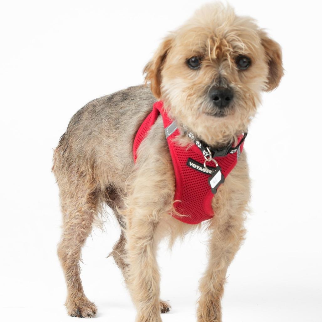 Enlarge Alf 14016, a Adoptable Yorkshire Terrier in San Francisco, CA image 2/6